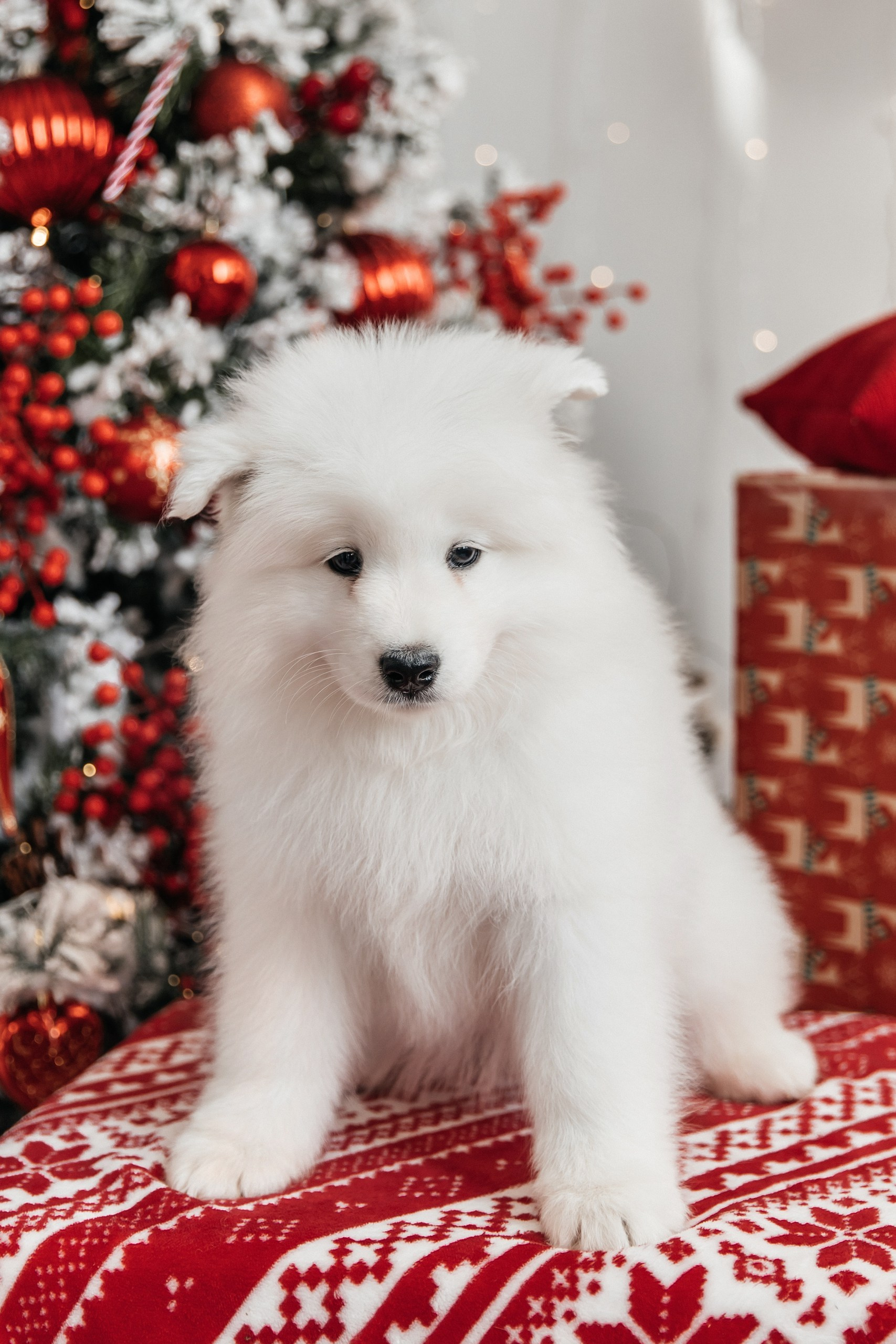 Помет «Г» 02.09.2025. Самоед Новосибирск