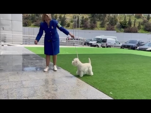 Международная выставка ранга CACIB «Baku spring 2025». Питомник собак породы вест хайленд вайт терьер в Москве