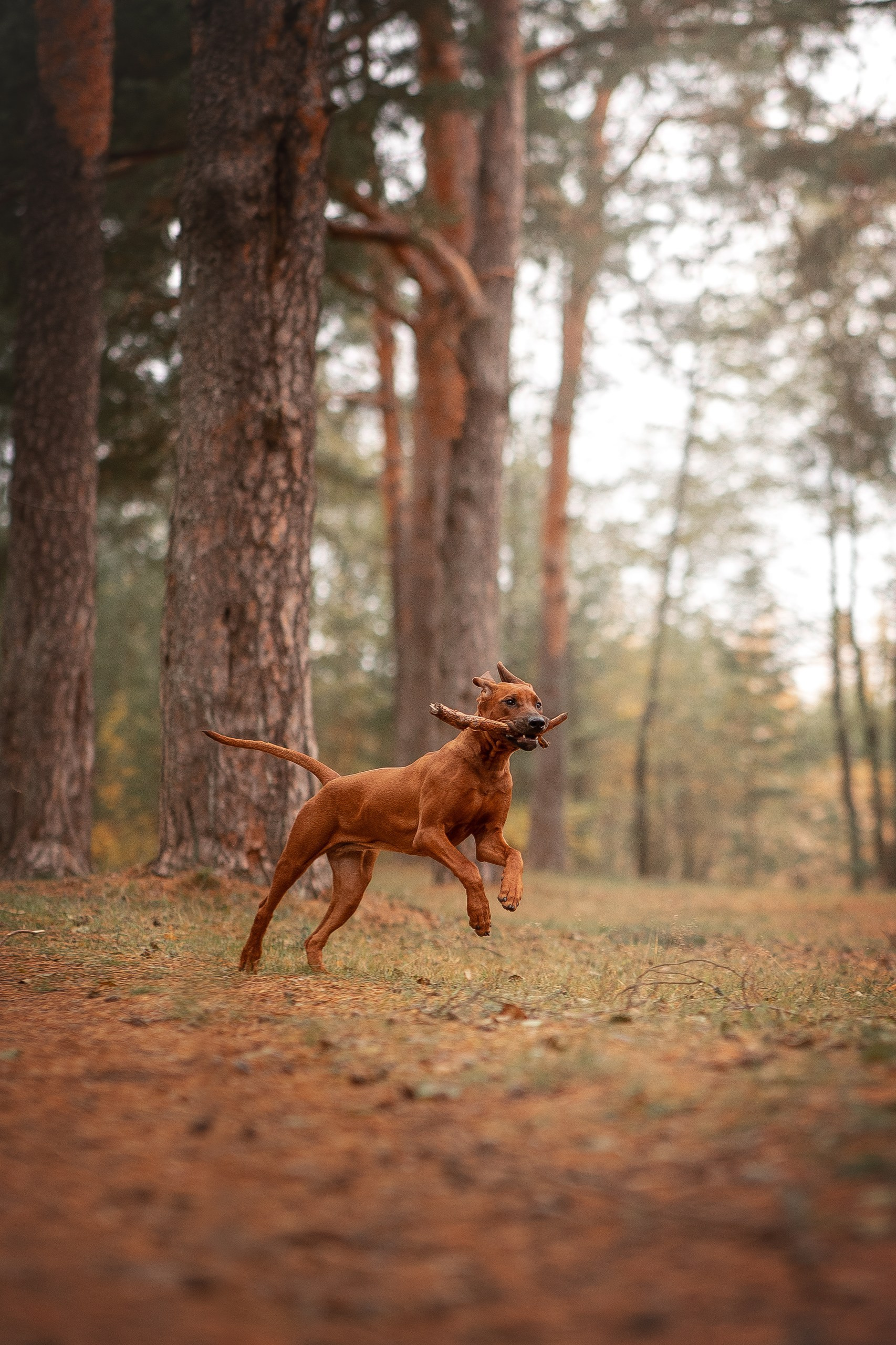Софи. Родезийские Риджбеки в Санкт-Петербурге