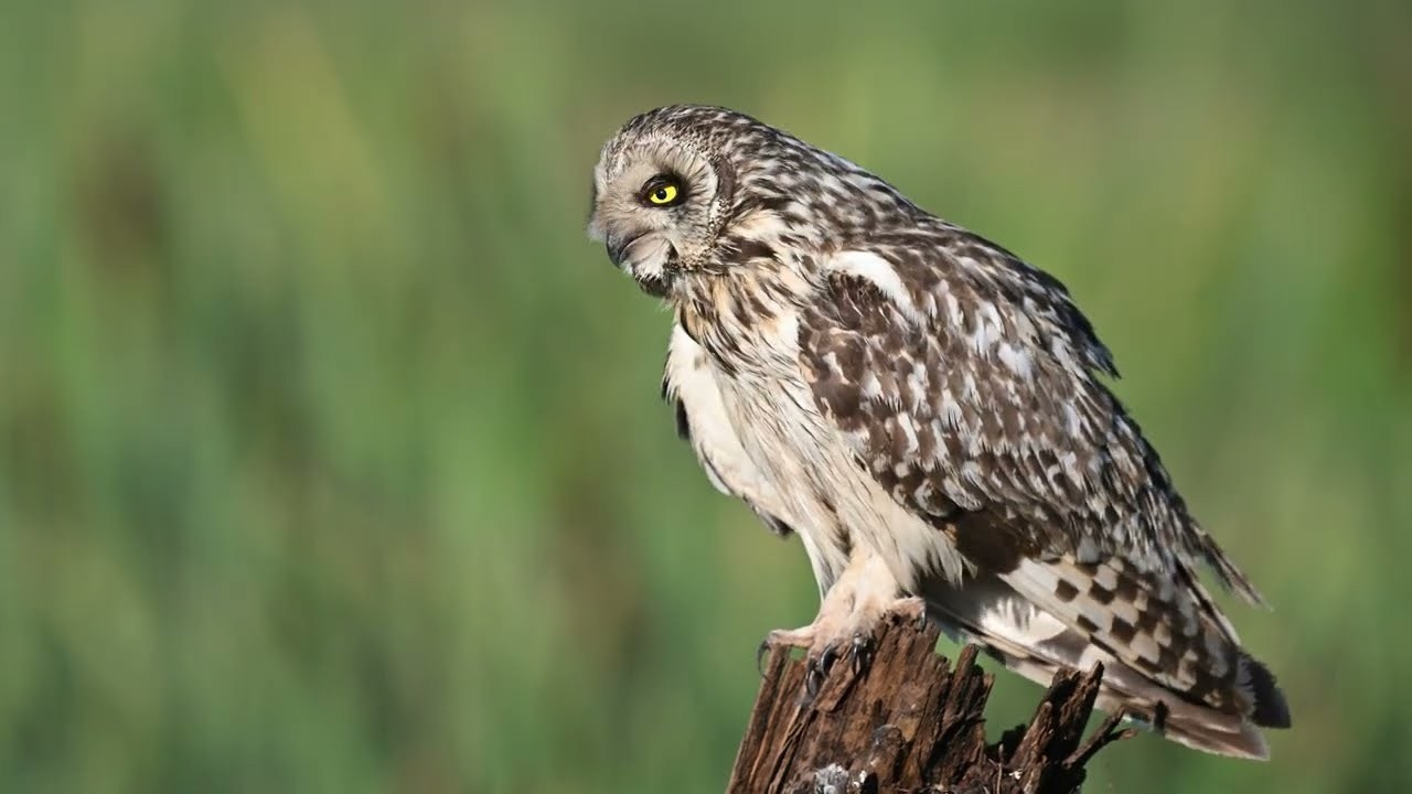 Портреты совы и драка с лунем. Portraits of an owl and a fight with a harrier. Wildlife photography by Sergey Puponin