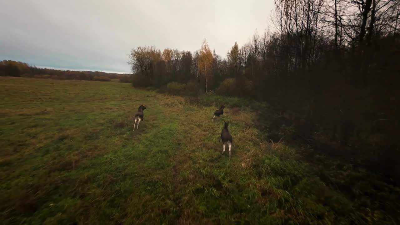 ПОРТФОЛИО | ВИДЕО. DRONBERRY — Аэросъемка Ярославль