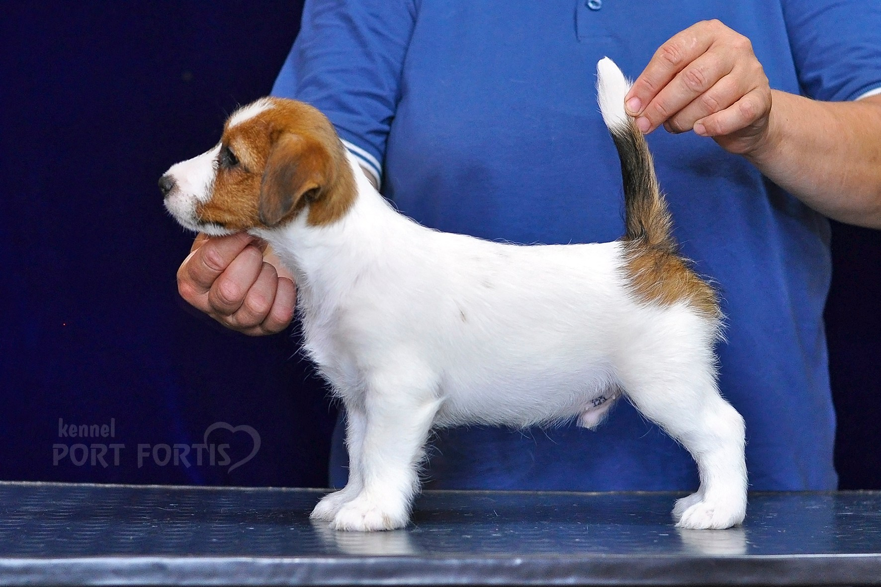 2026 Litter C-K male 1. Щенки джек рассел терьера, питомник РКФ, питомник джек рассел терьеров, питомник Порт Фортис, kennel PORT FORTIS