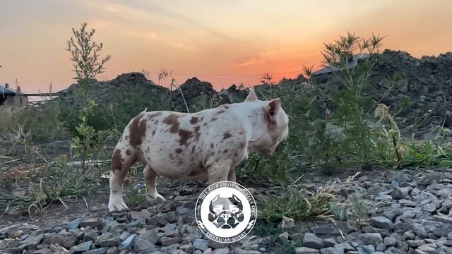 Помет Каспер и Асти. 13.04.25. Американский Булли в г. Ростов-на-Дону. Питомник THE POWER OF SIBERIA