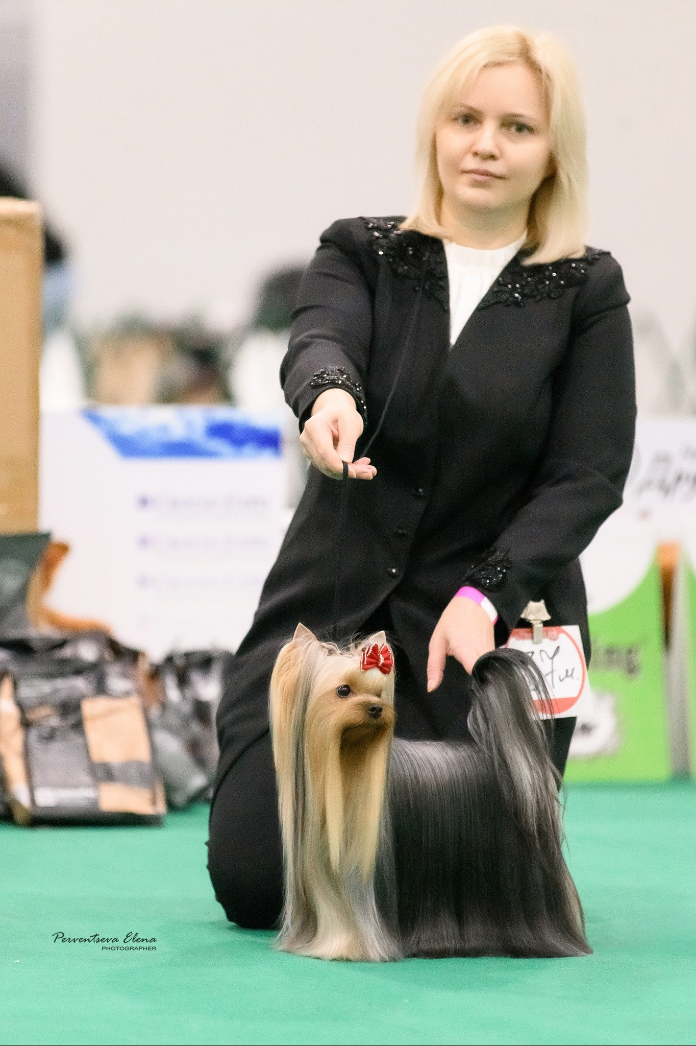 Йоркширский терьер. Выставки. Питомник Воле'Т Шоу Vole'T Shou. Йоркширский терьер — питомник йоркширских терьеров Vole'T Shou