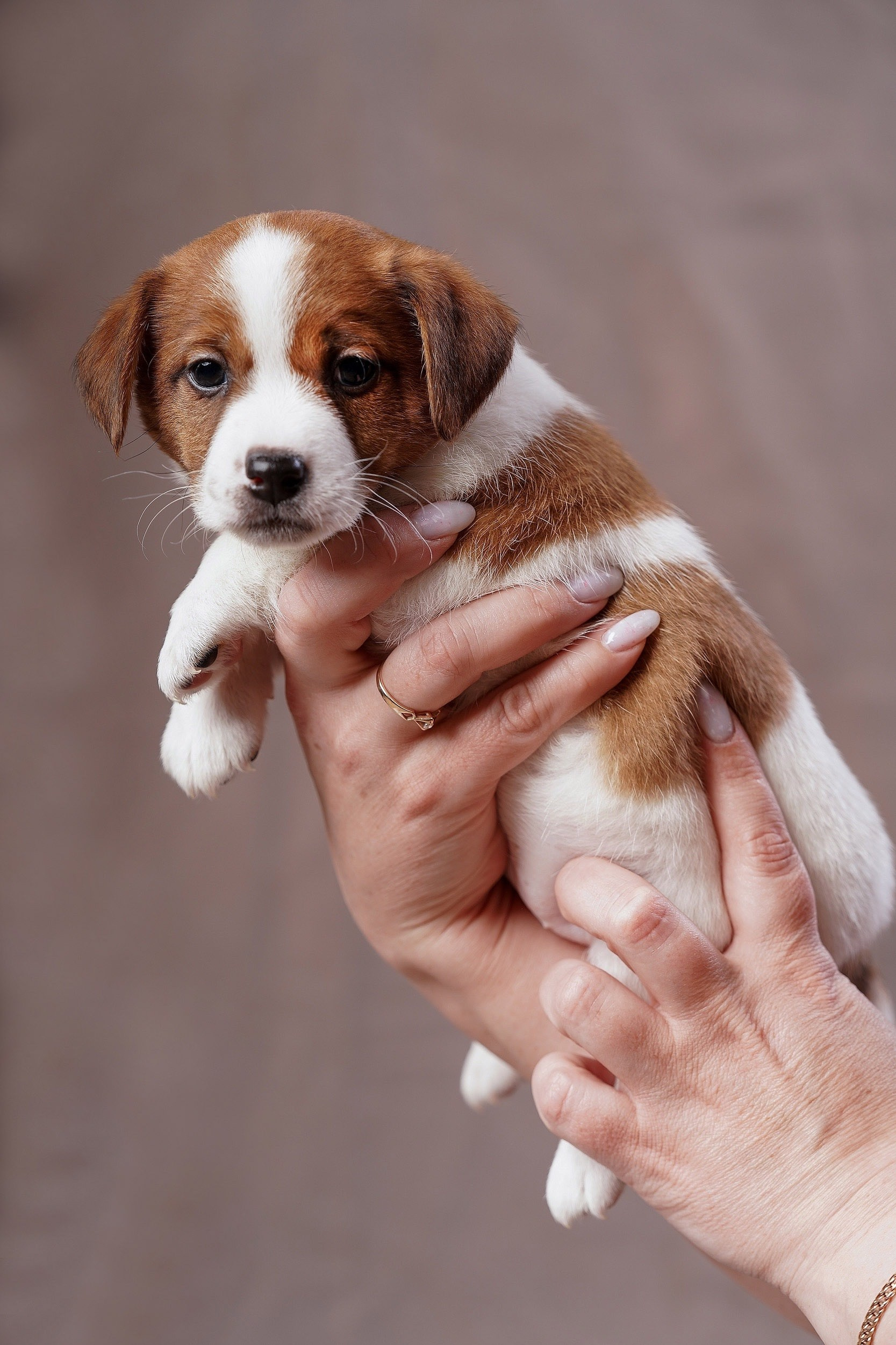 СЪЕМКА СОБАК. Спортивный фотограф Нижний Новгород