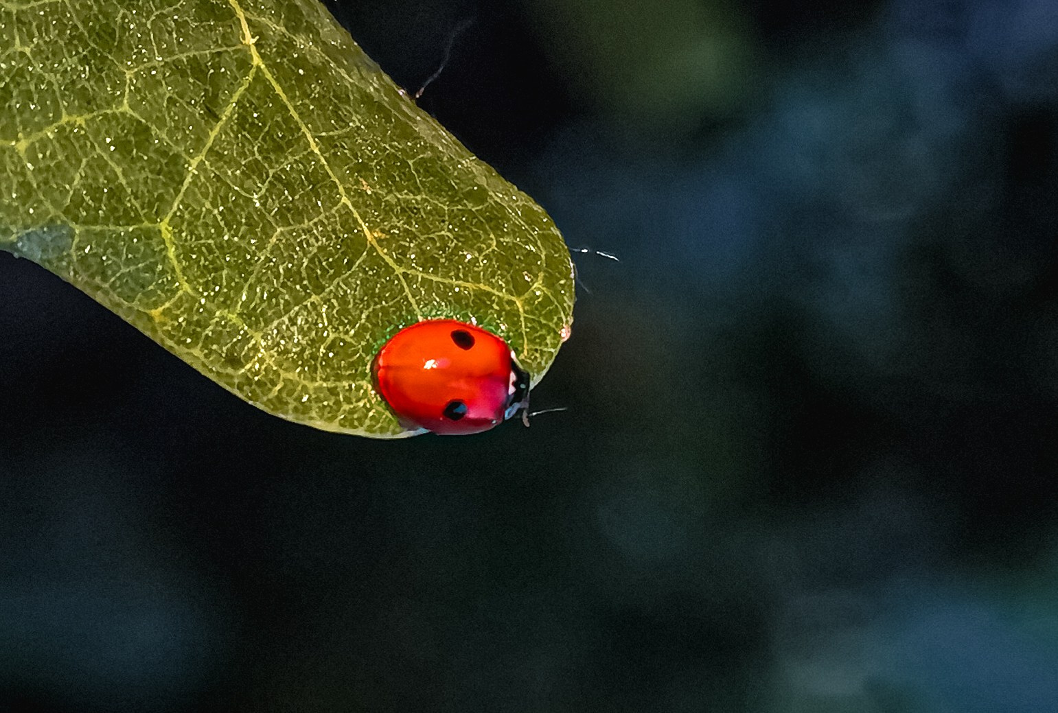 МК Мобильная фотография. Арт-фотограф Крис Л. в Тобольске: портрет, семейные, свадьбы