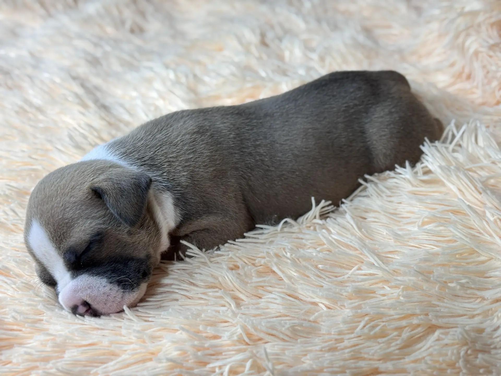 Все свободные щенки. Американский Булли в г. Ростов-на-Дону. Питомник THE POWER OF SIBERIA