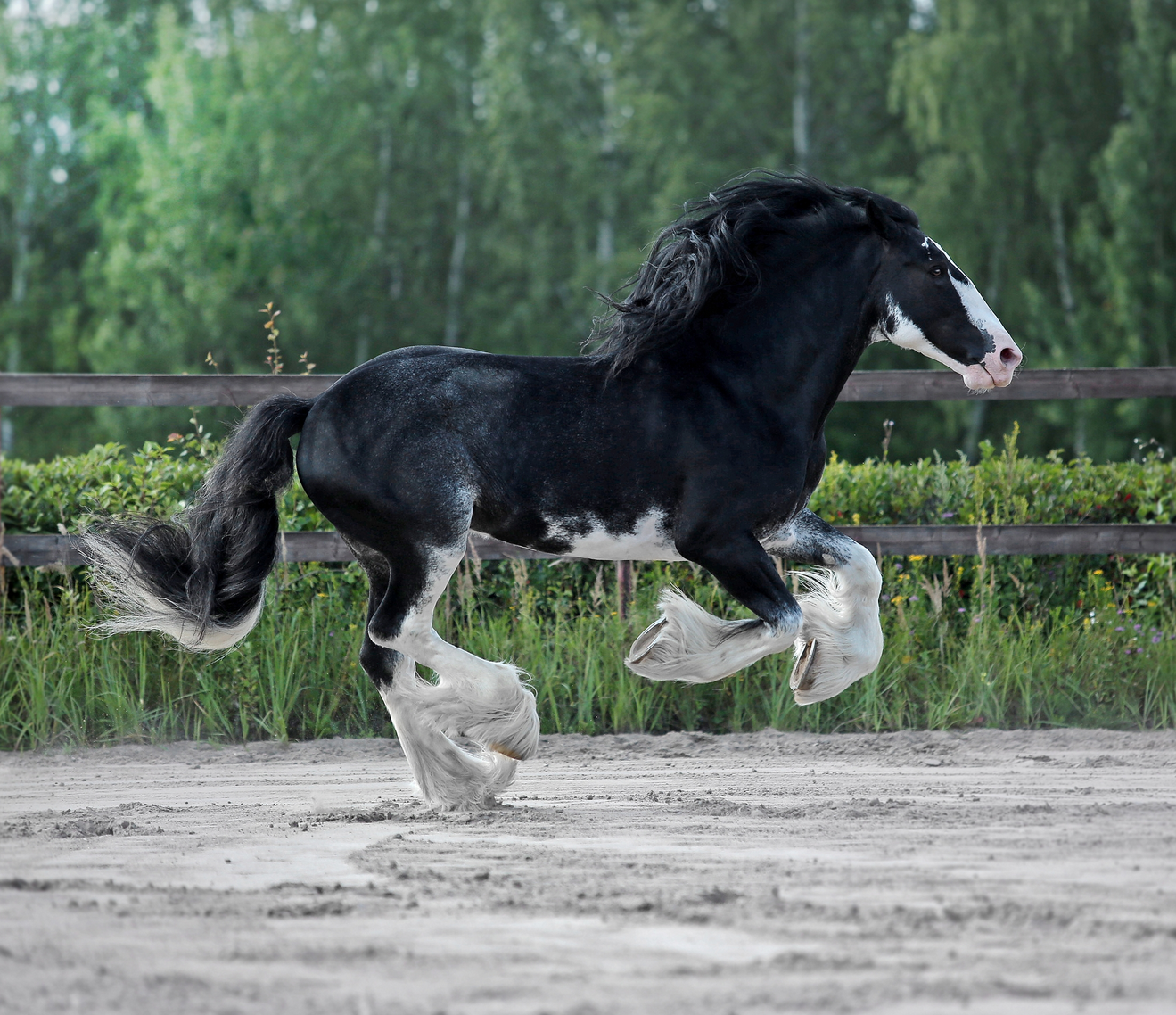 Лошади. Свадебный и портретный фотограф Москва