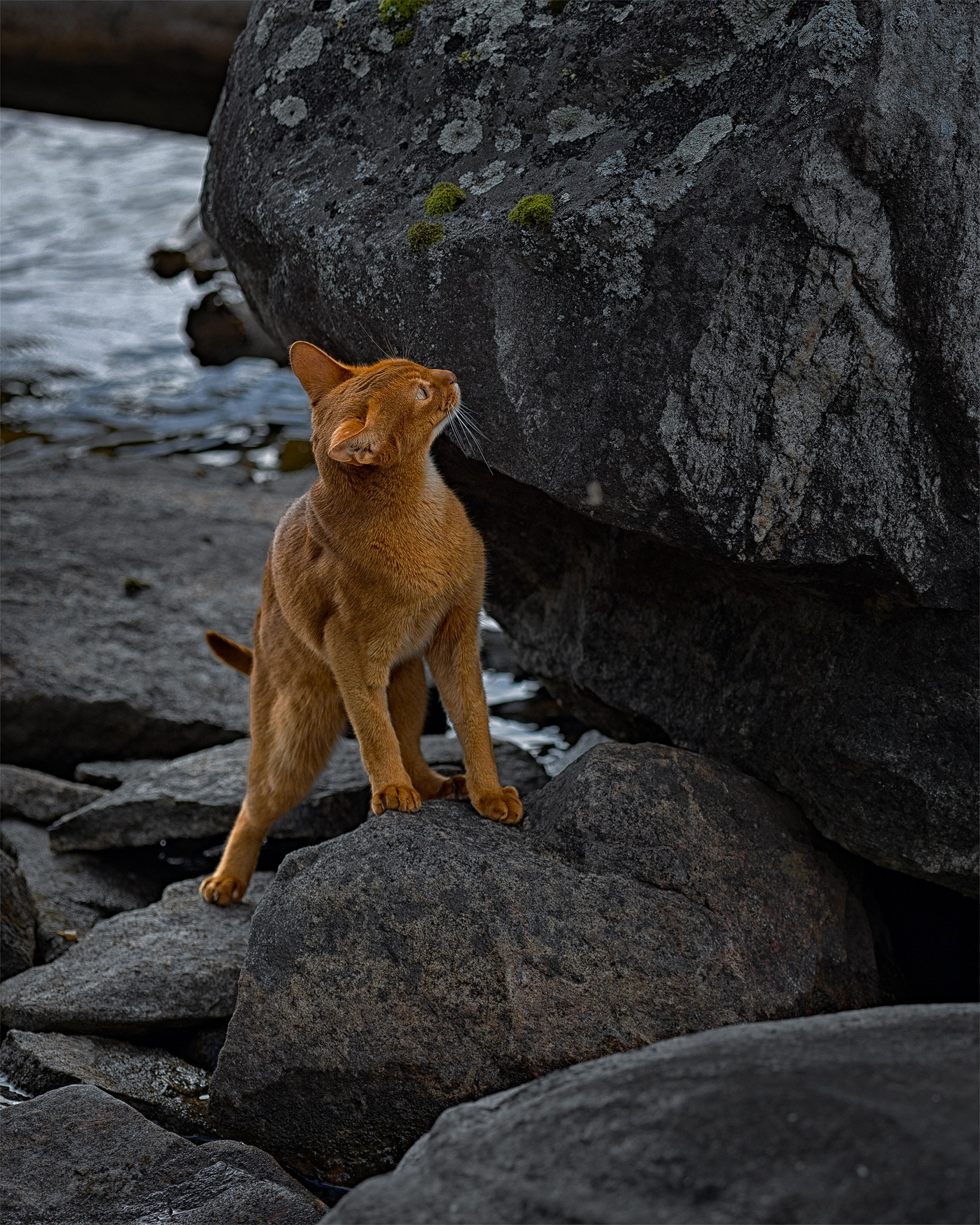 Котики. Сайт фотографа Елены Михайловой. Фотосессии на пленэре в Сестрорецке