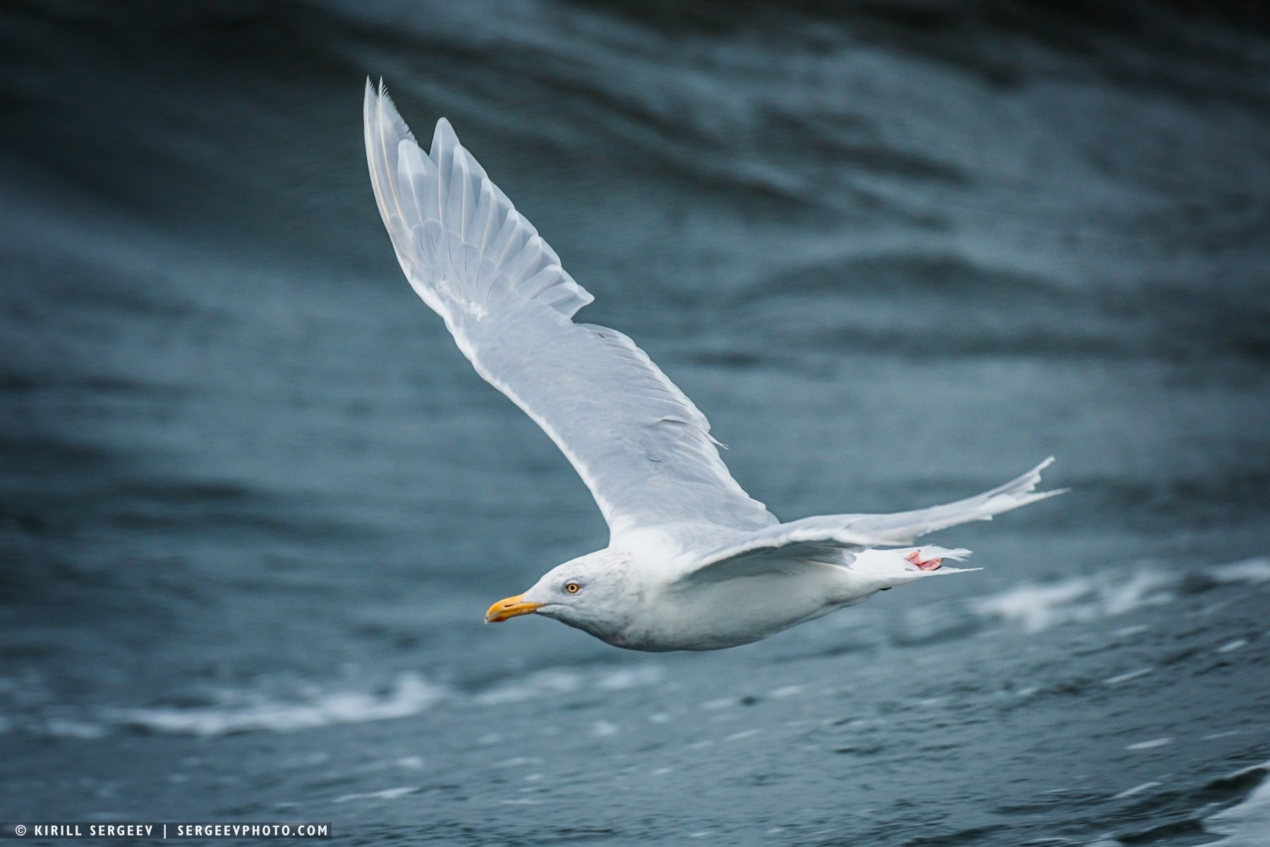 北極奧德賽. 攝影師 基里爾·謝爾蓋耶夫 |莫斯科