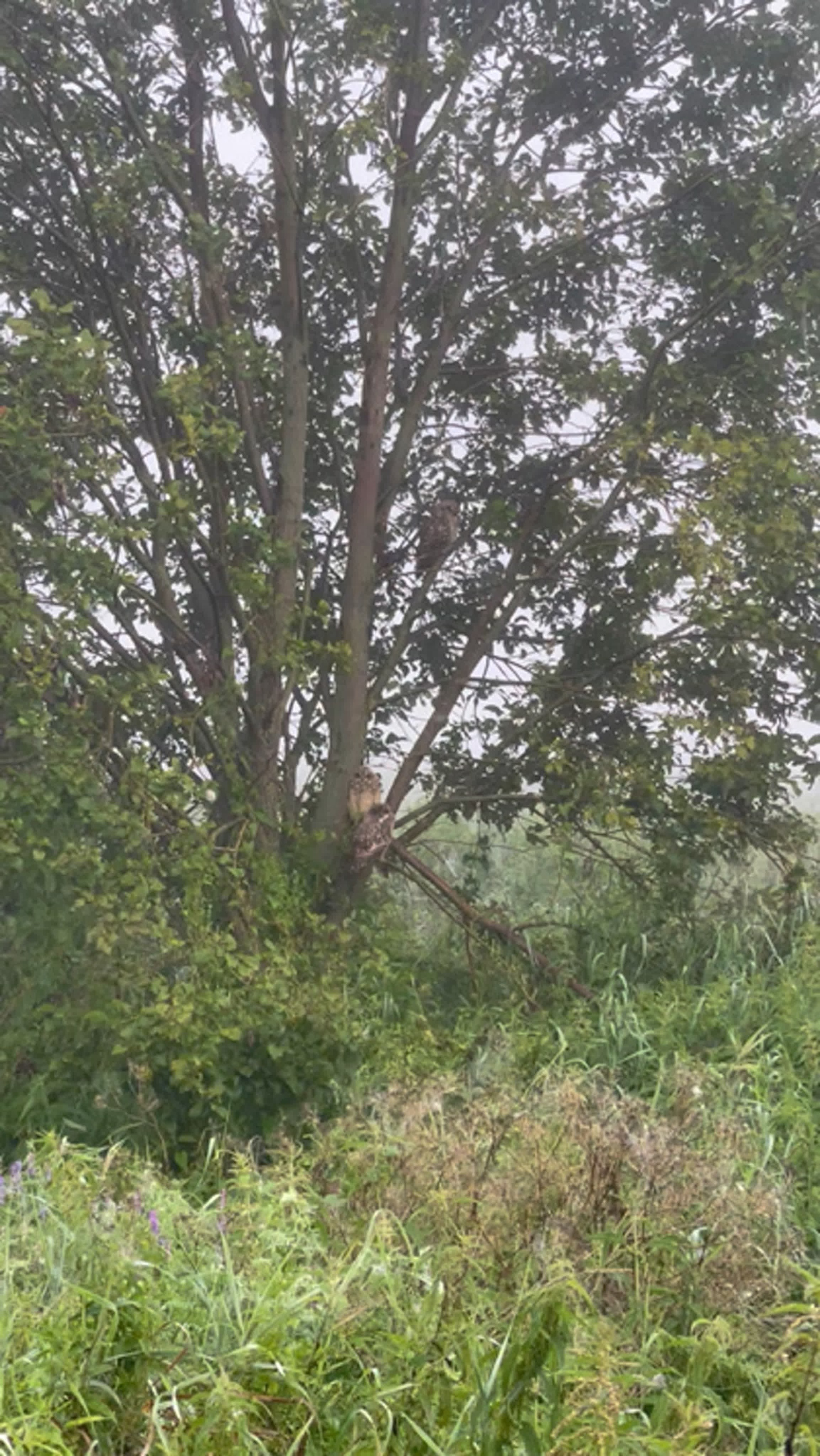 Охота совы и три совенка. Owl hunting and three owlets. Фотограф Сергей Пупонин