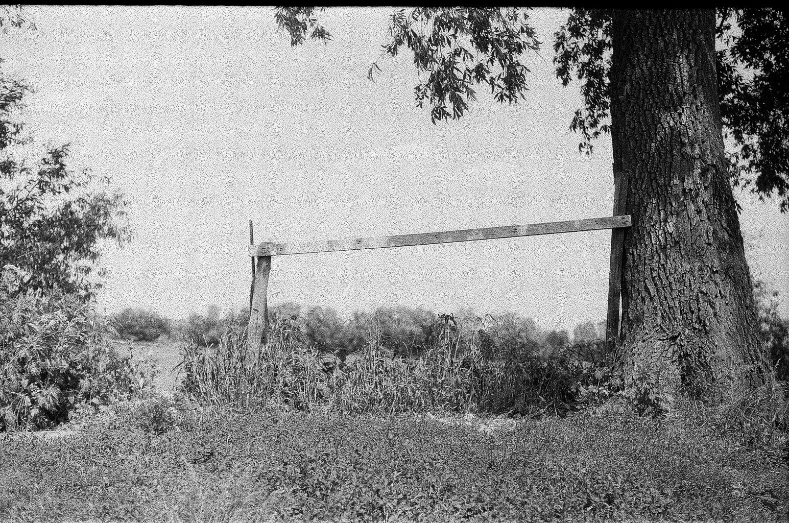 Плакучая ива. Фотограф-любитель Ксения Мирзоян