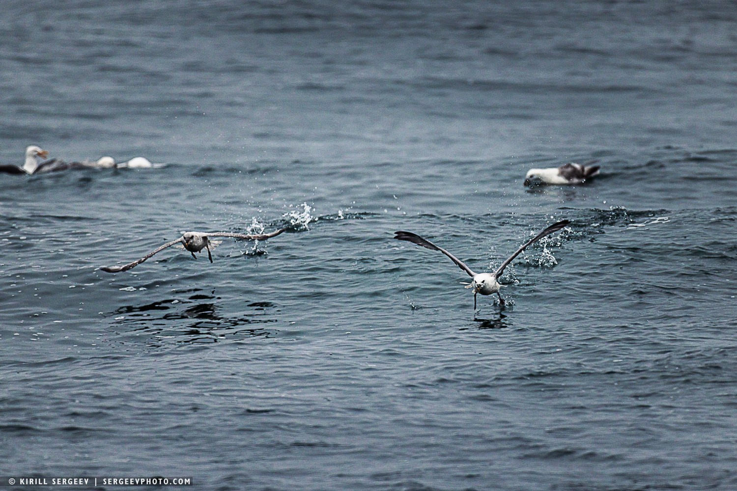 Арктическая одиссея. Фотограф Кирилл Сергеев | Москва