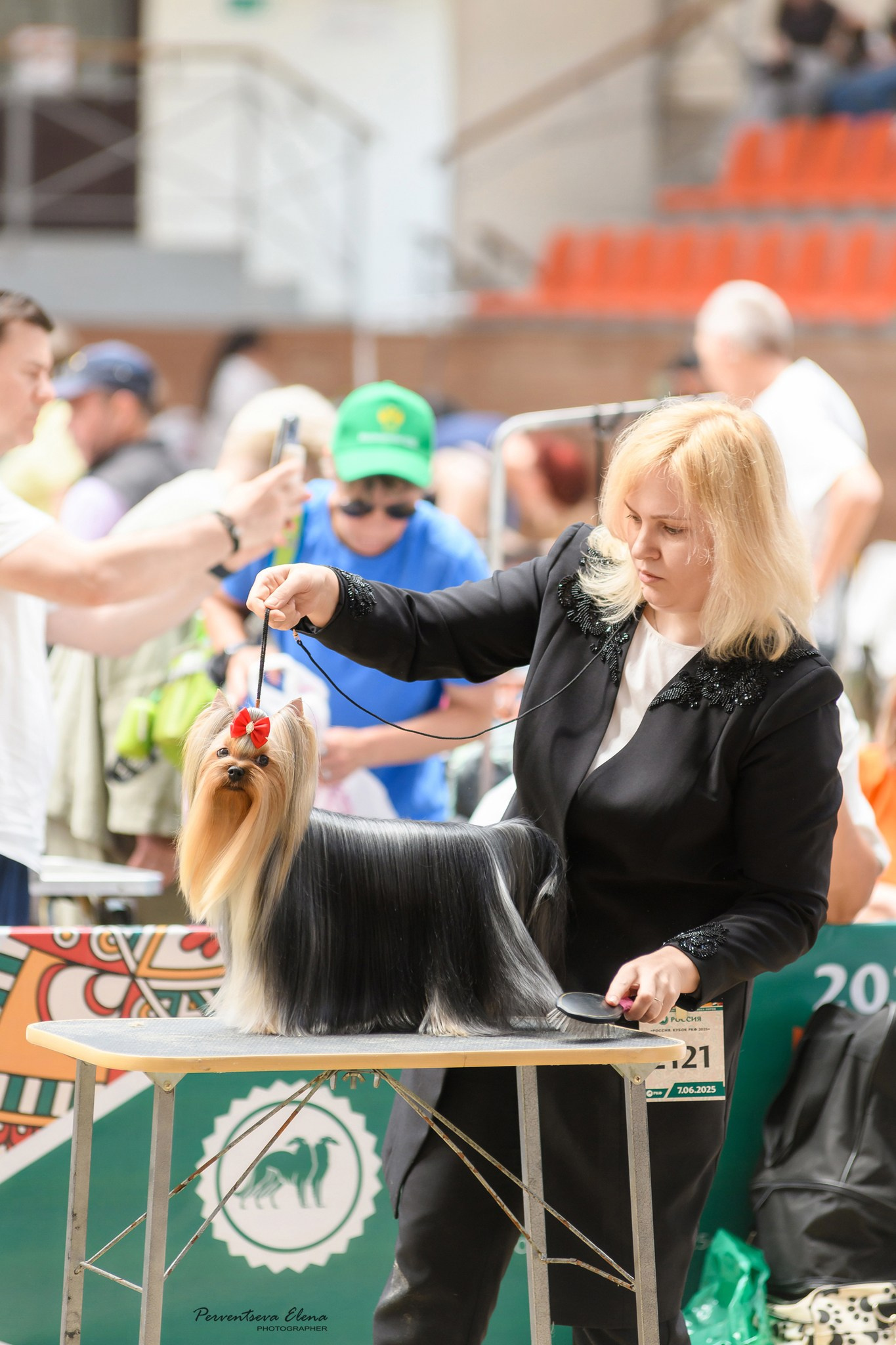 Йоркширский терьер. Выставки. Питомник Воле'Т Шоу Vole'T Shou. Йоркширский терьер — питомник йоркширских терьеров Vole'T Shou
