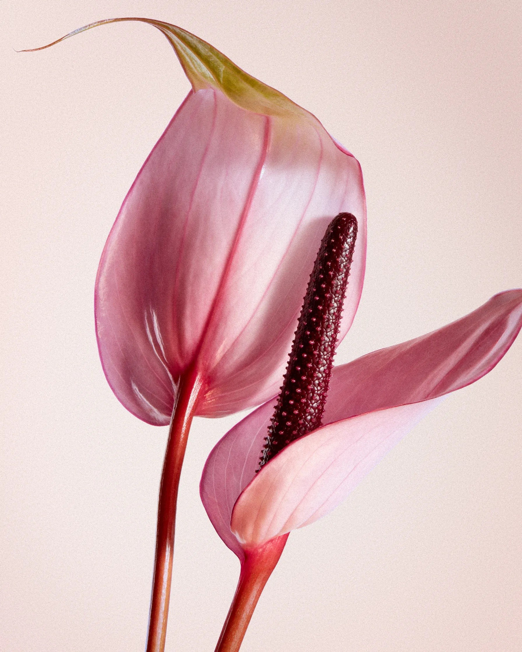 Услуги. МИ | графический дизайн с @lenaumu