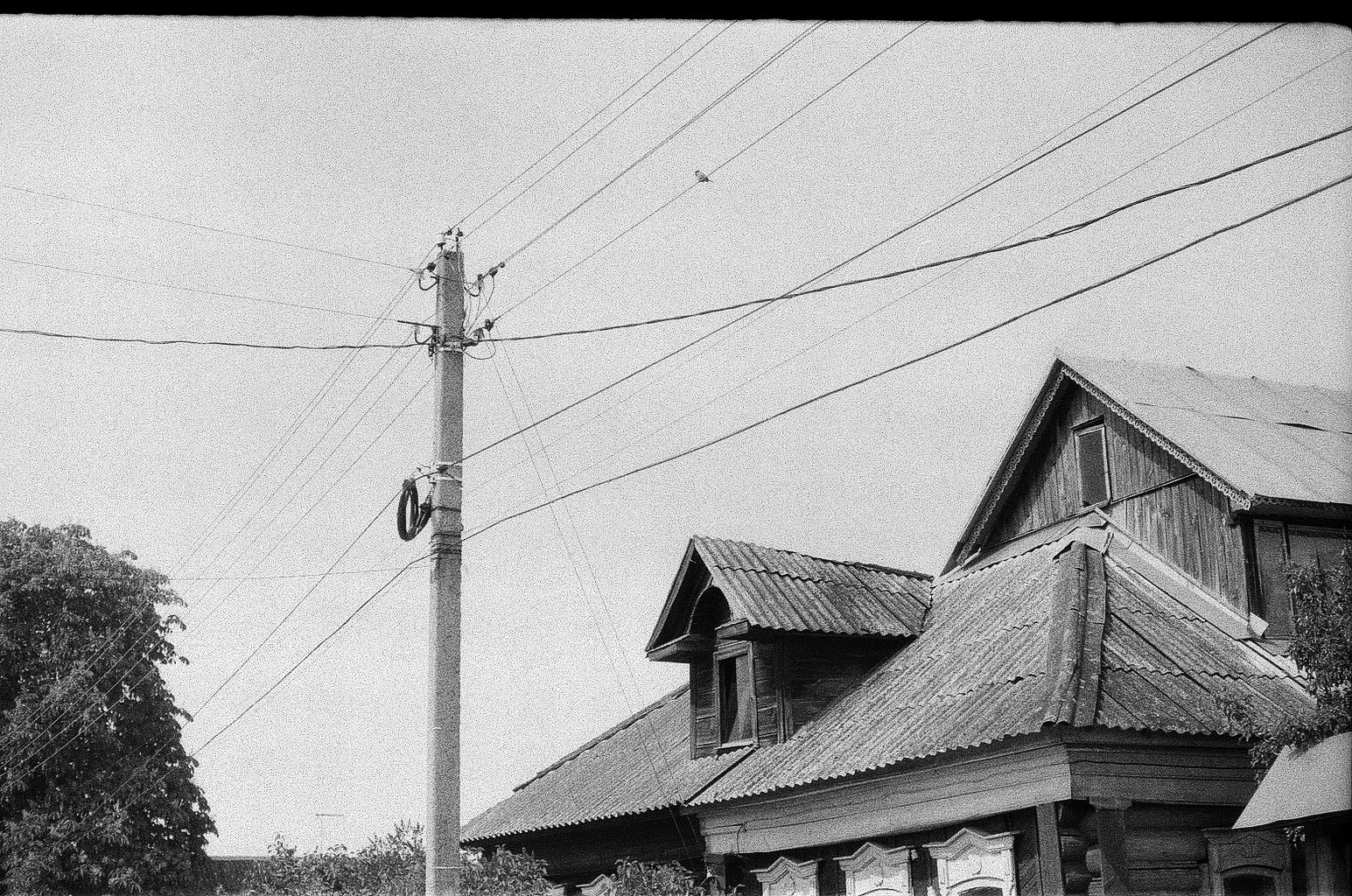 Плакучая ива. Фотограф-любитель Ксения Мирзоян
