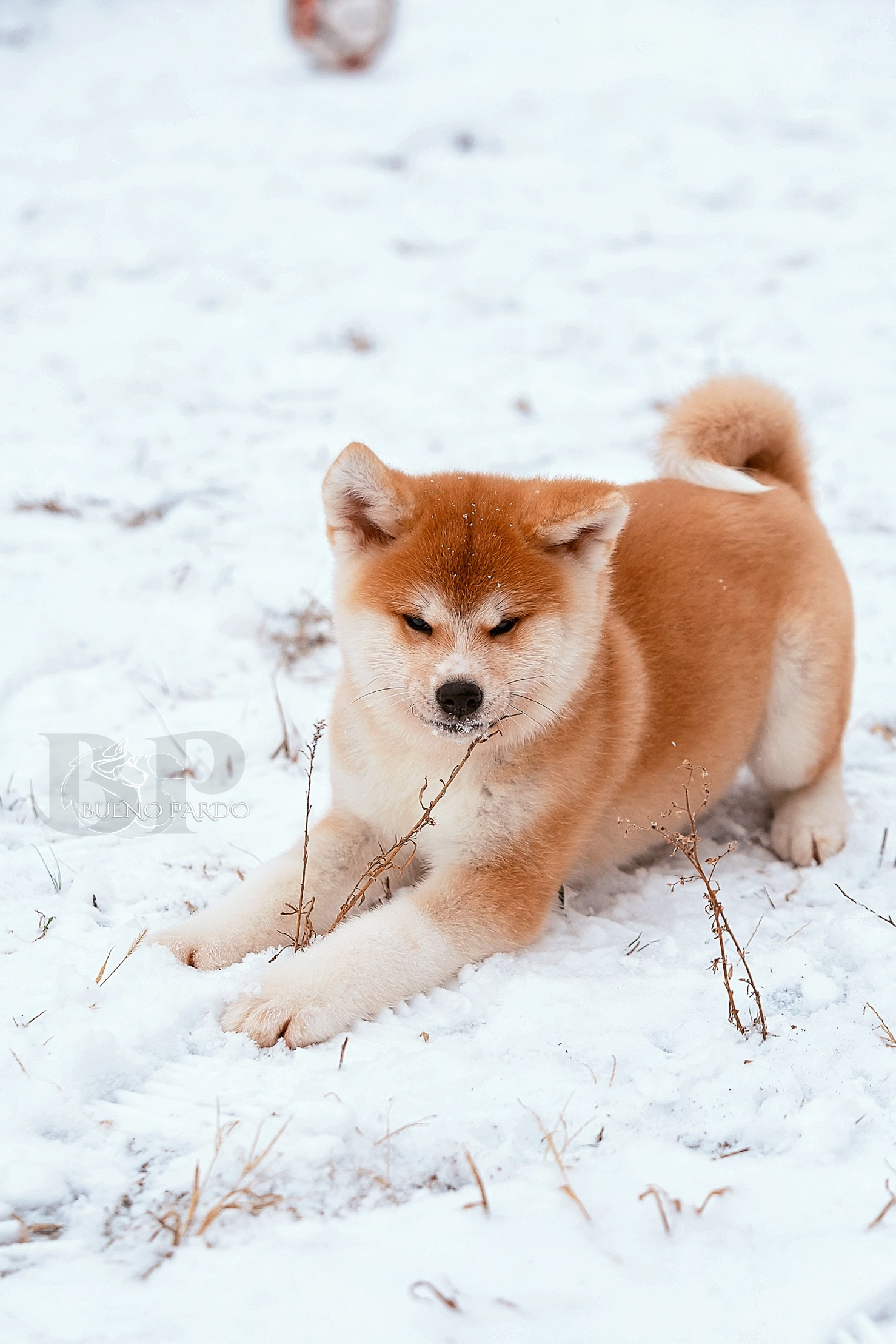 Щенки японской акита ину из питомника. Питомник собак Акита, Хаски, Корги