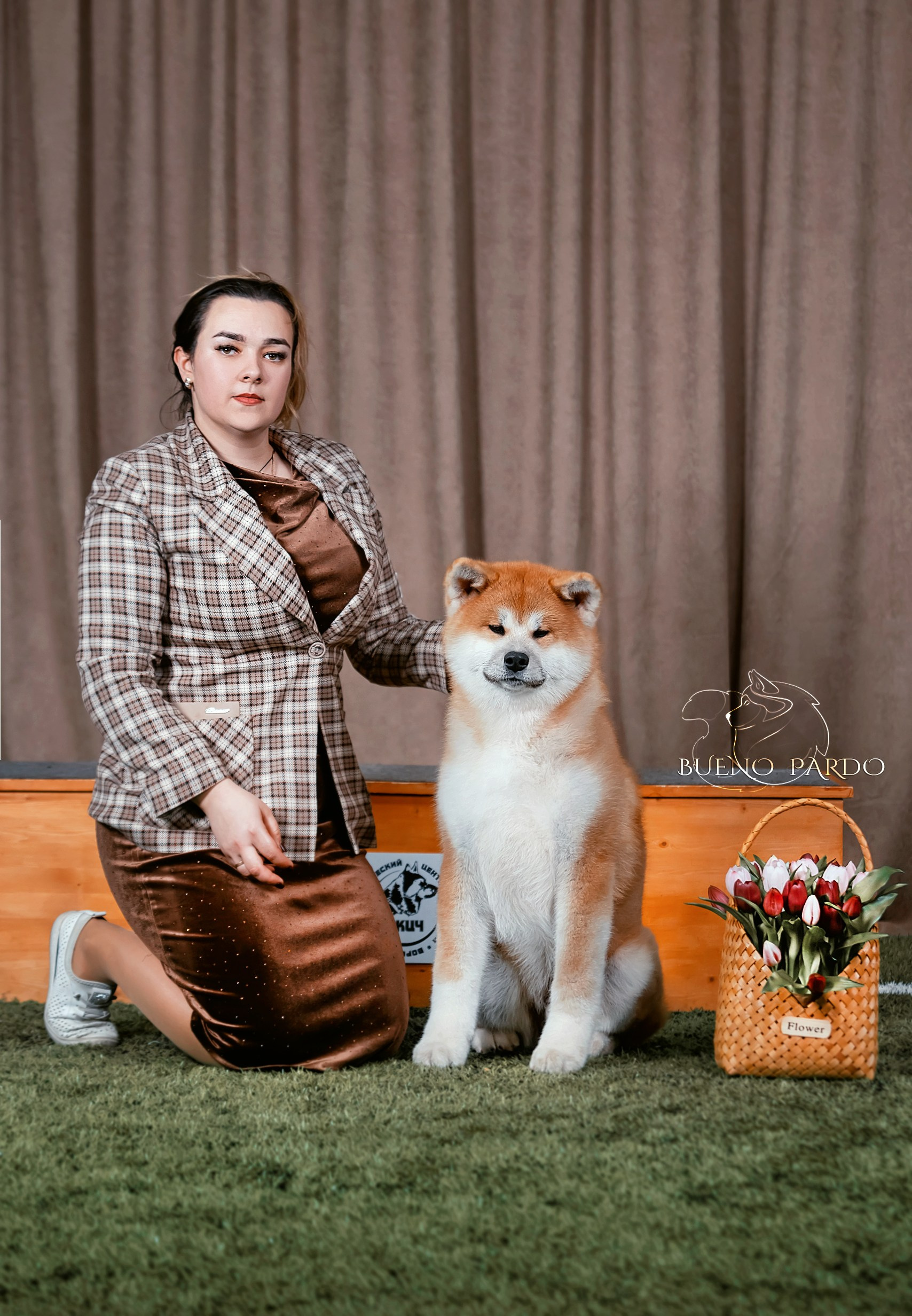 Щенки японской акита ину из питомника. Питомник собак Акита, Хаски, Корги