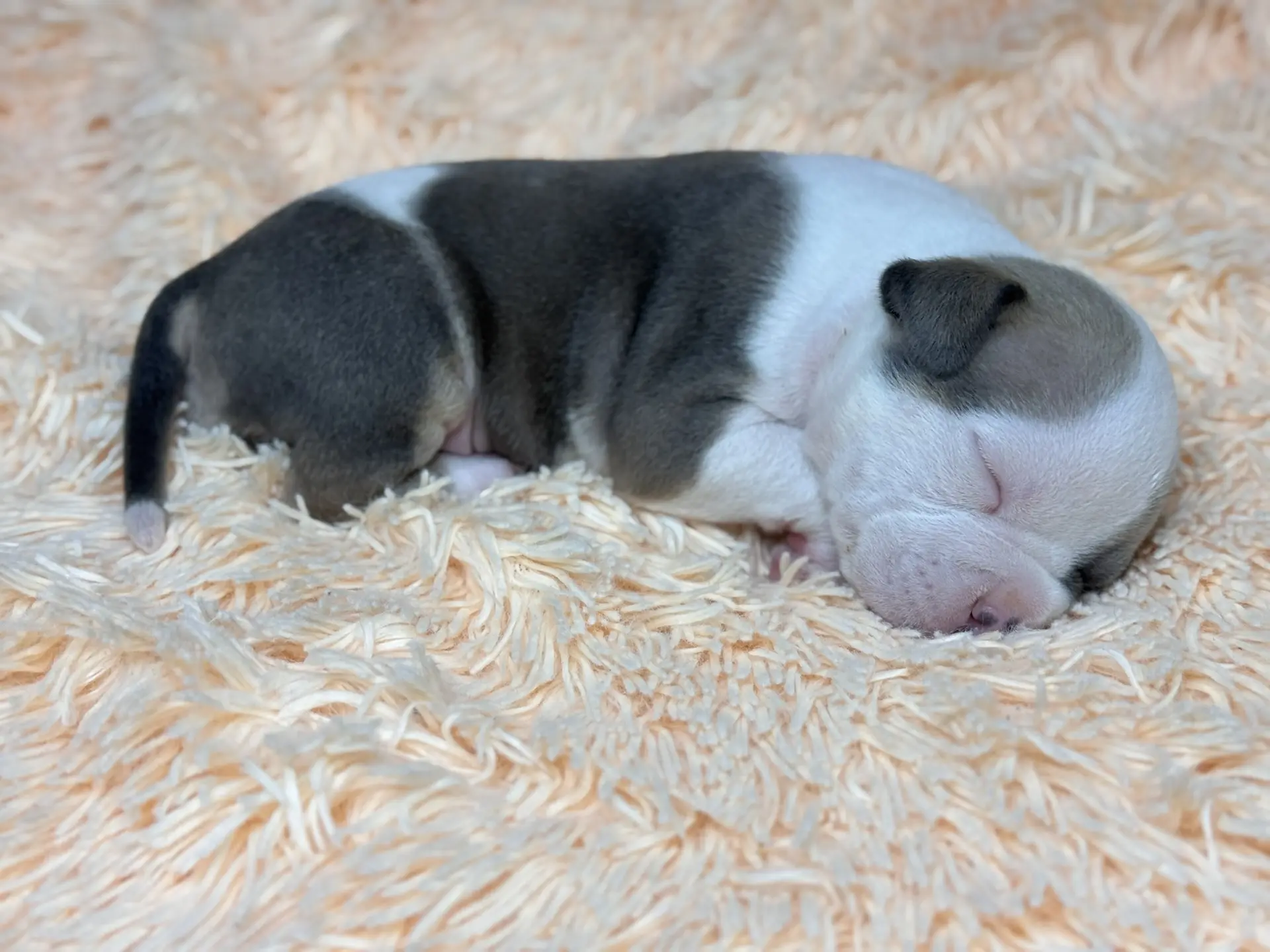 Все свободные щенки. Американский Булли в г. Ростов-на-Дону. Питомник THE POWER OF SIBERIA