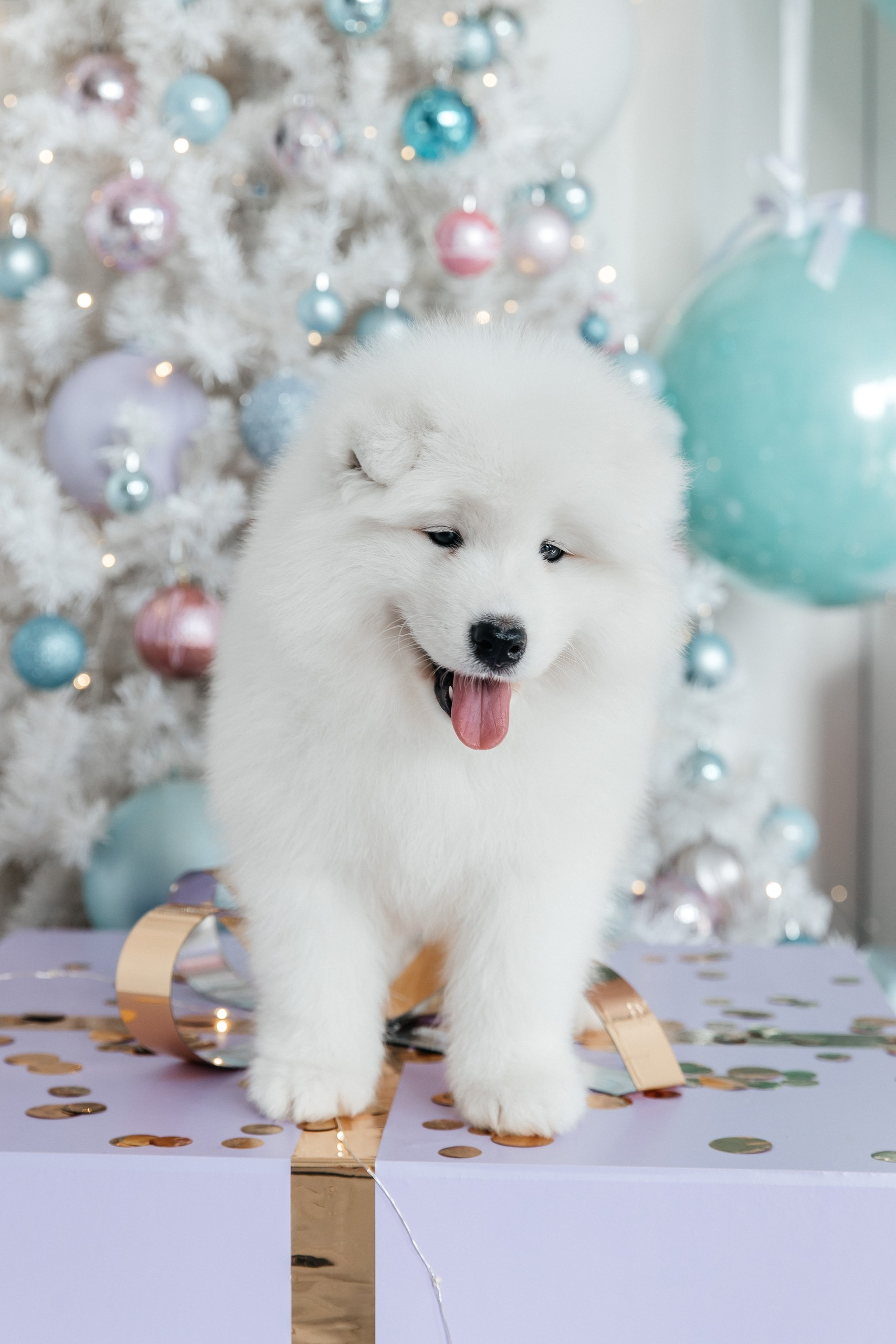 Помет «Г» 02.09.2025. Самоед Новосибирск