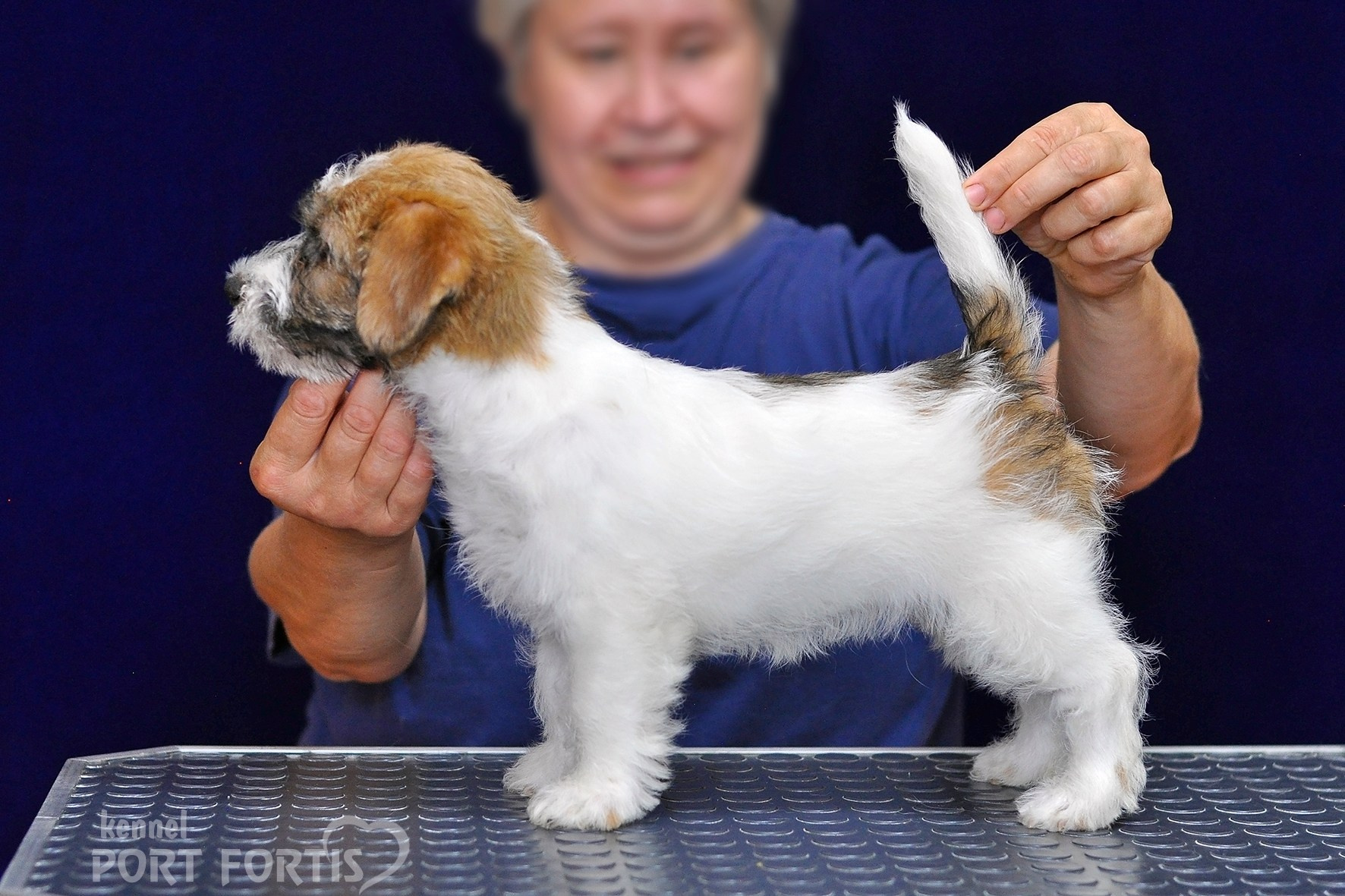 2026 Litter H female 1. Щенки джек рассел терьера, питомник РКФ, питомник джек рассел терьеров, питомник Порт Фортис, kennel PORT FORTIS