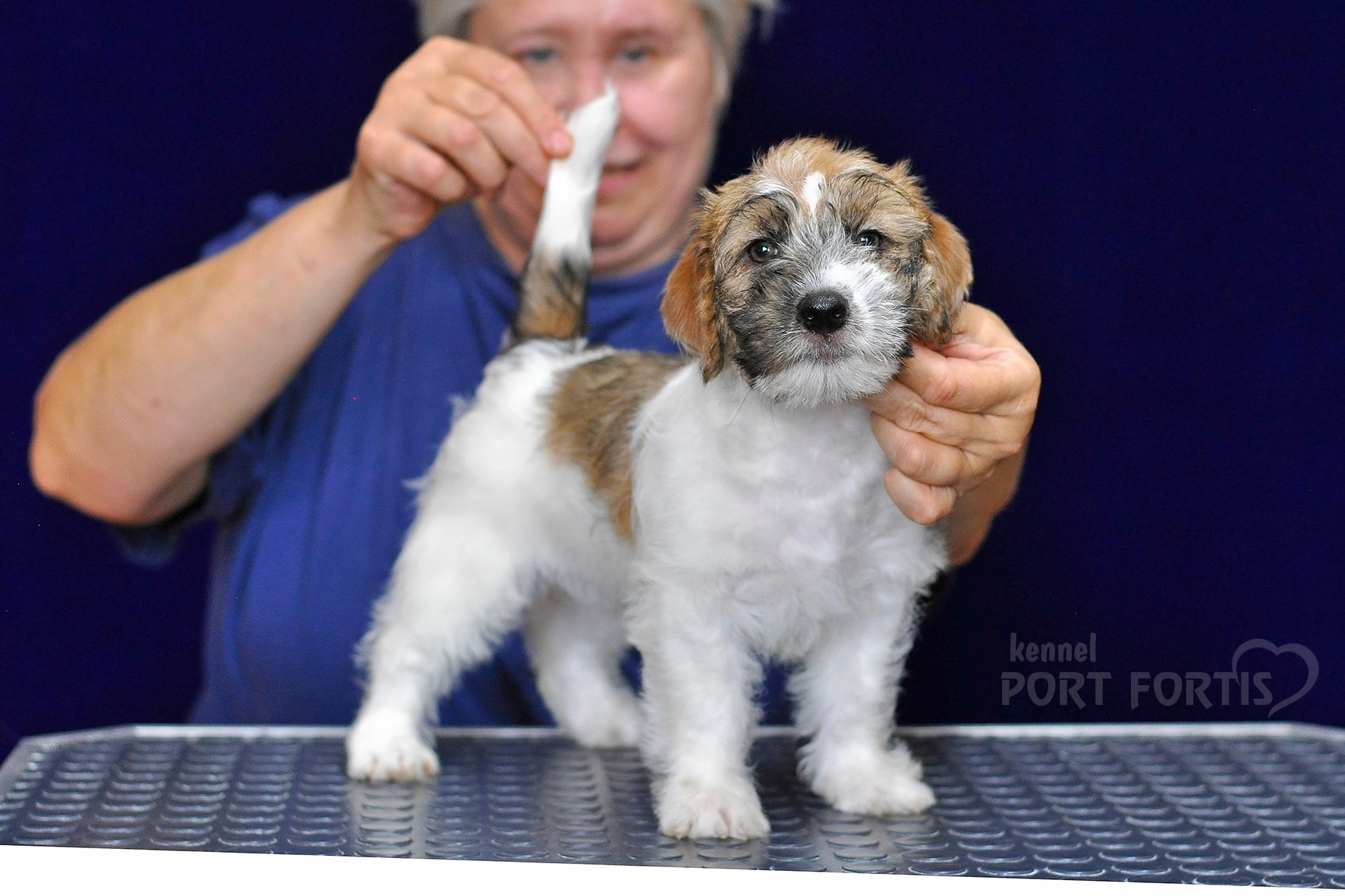 2026 Litter H female 1. Щенки джек рассел терьера, питомник РКФ, питомник джек рассел терьеров, питомник Порт Фортис, kennel PORT FORTIS