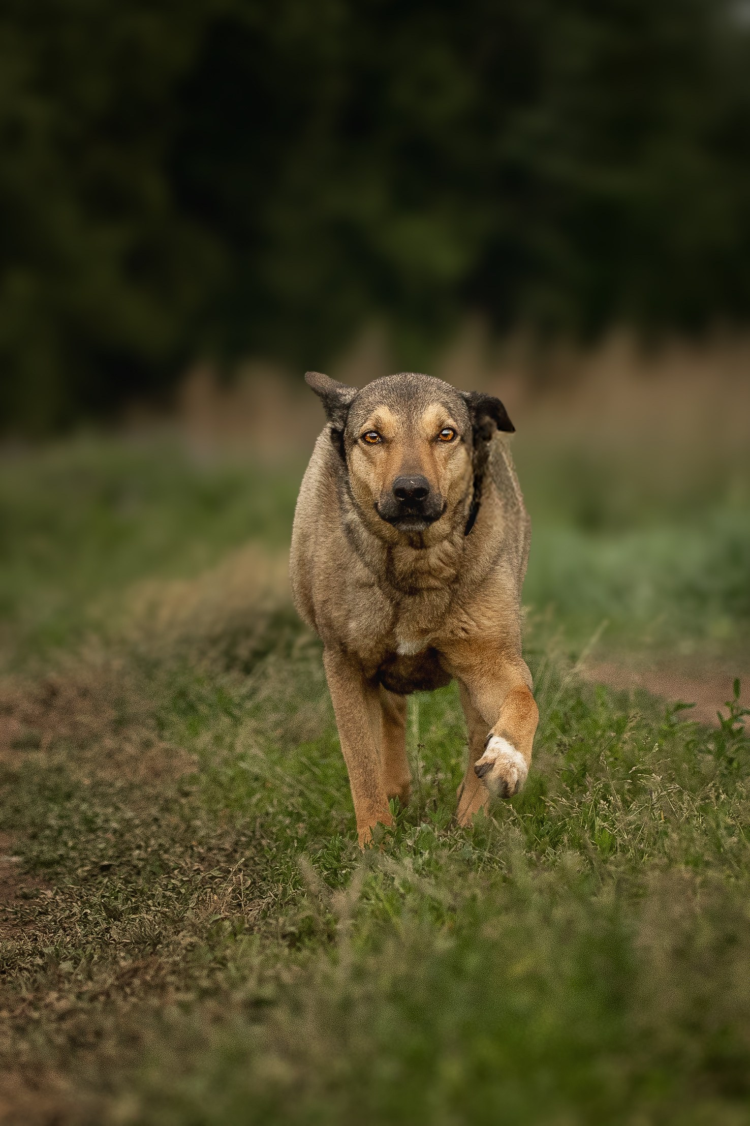 ИЩУТ ДОМ. Фотограф-анималист в Москве и Подмосковье