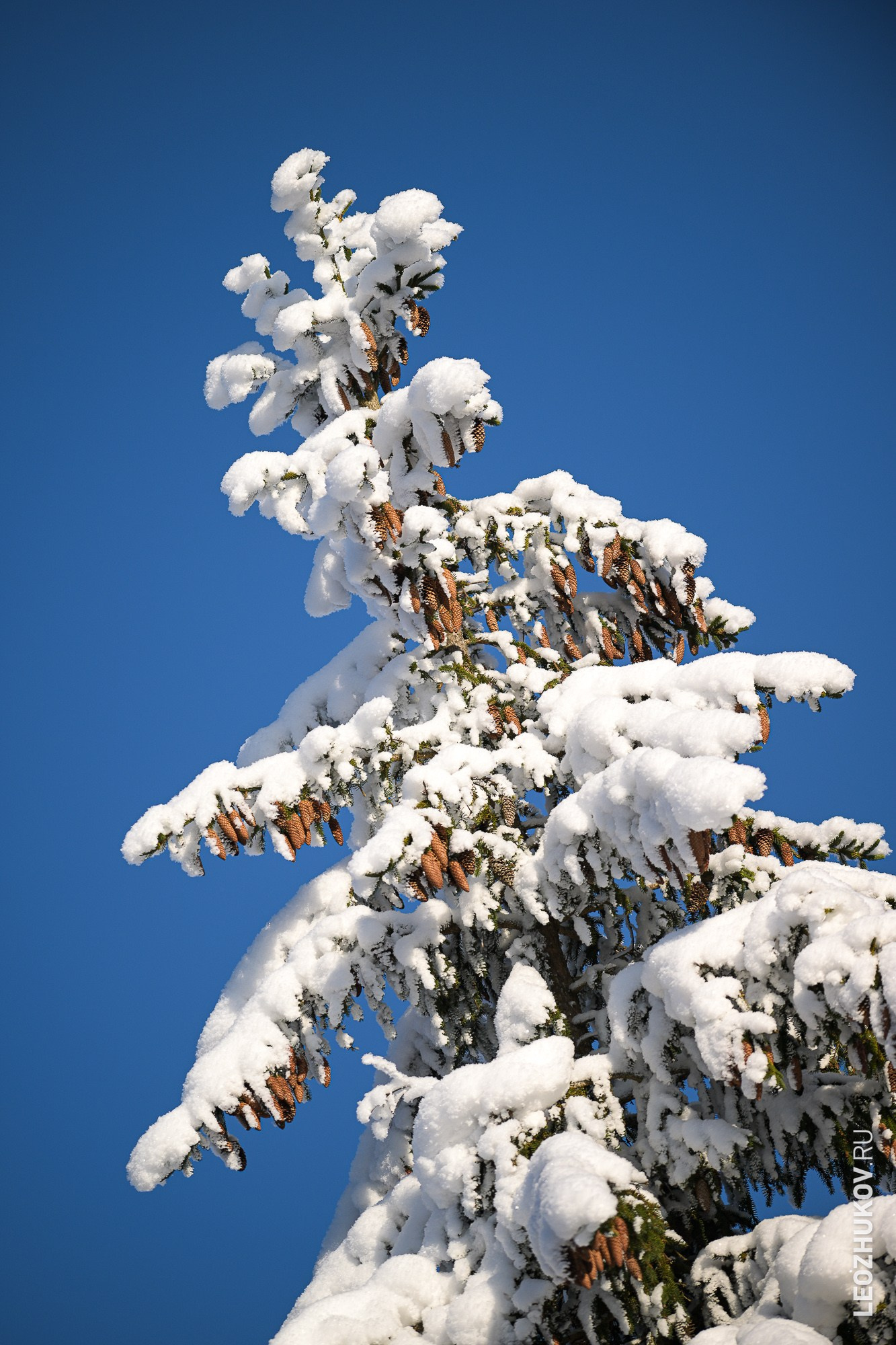 Rally Suvorov 2026. Sports photographer Leonid Zhukov