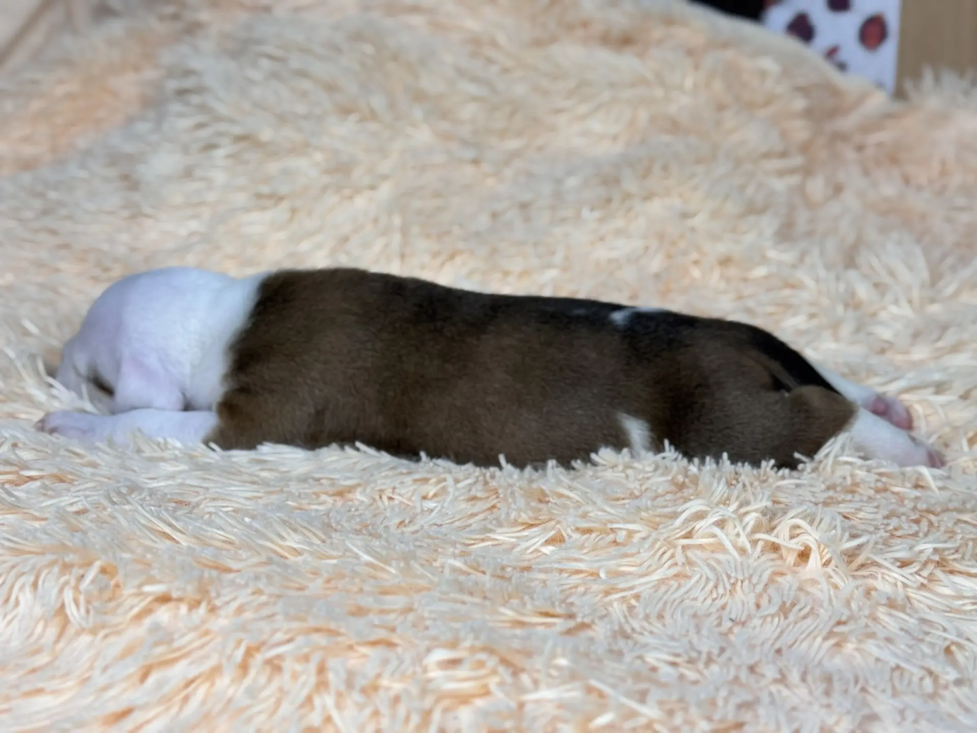 Все свободные щенки. Американский Булли в г. Ростов-на-Дону. Питомник THE POWER OF SIBERIA