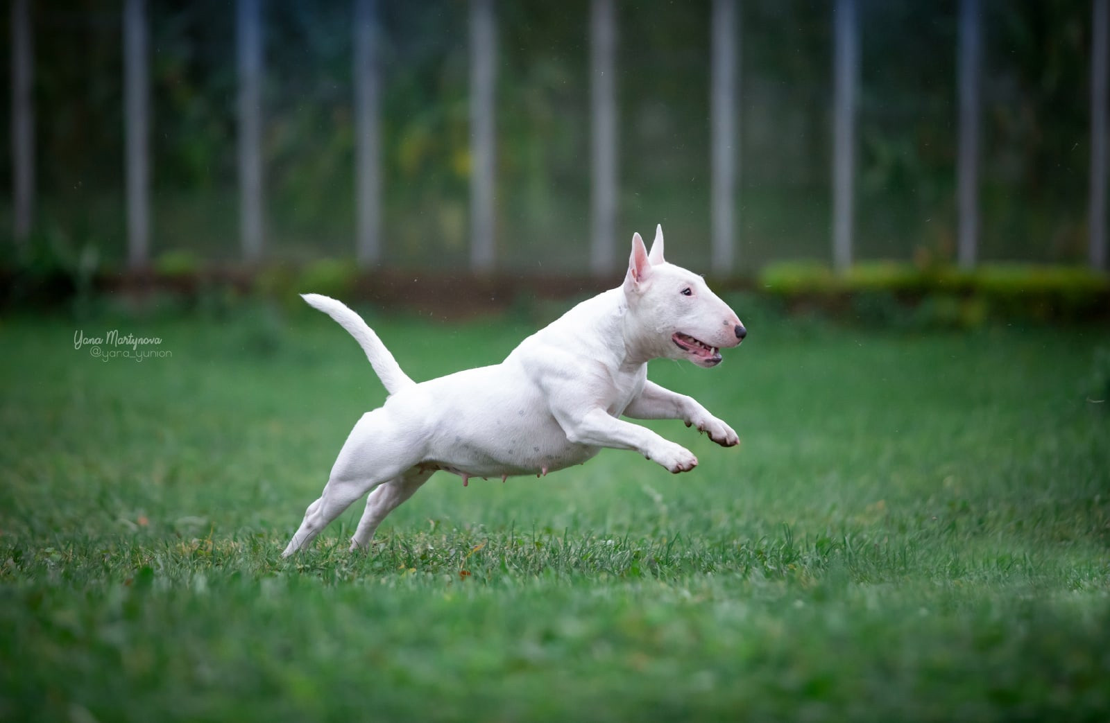 Фотограф-анималист в Санкт-Петербурге Яна Мартынова