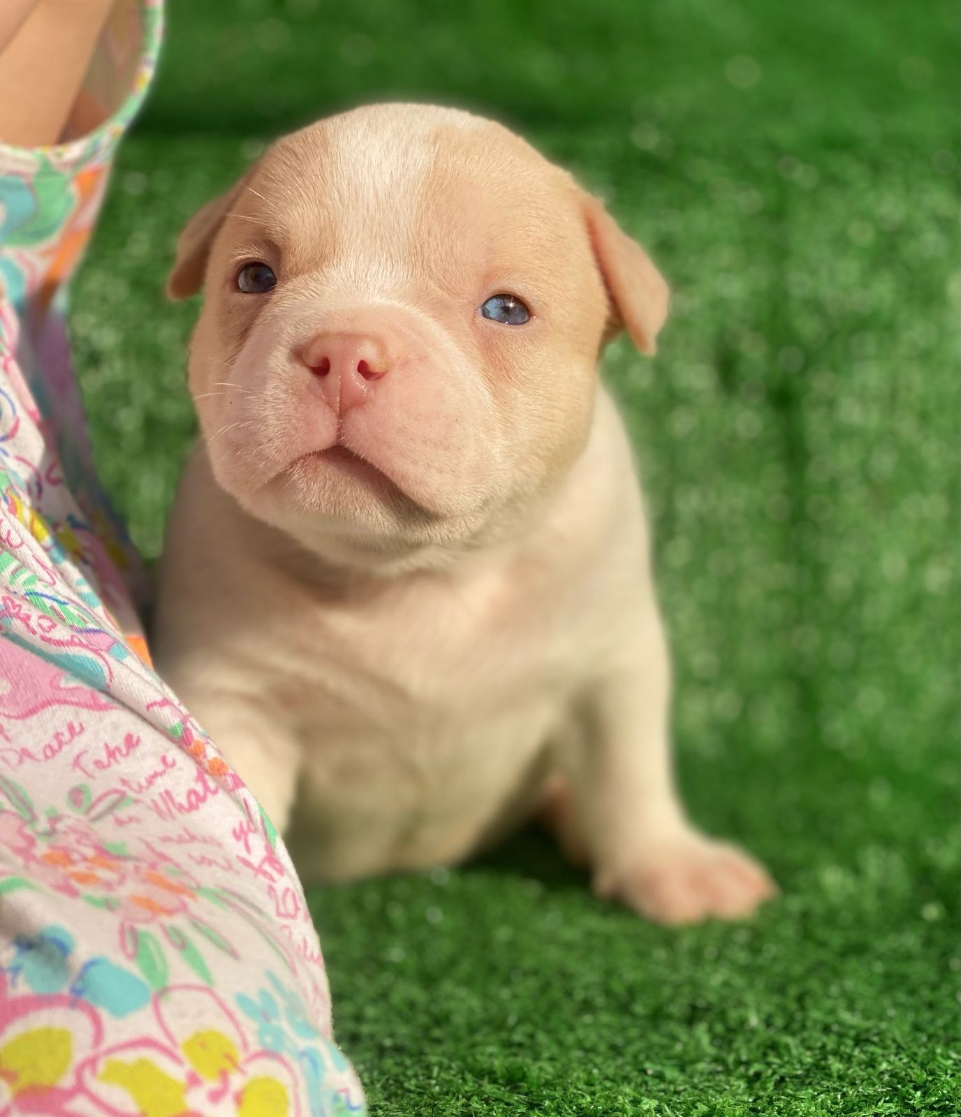 Помет Каспер и Кентуки. 14.05.25. Американский Булли в г. Ростов-на-Дону. Питомник THE POWER OF SIBERIA