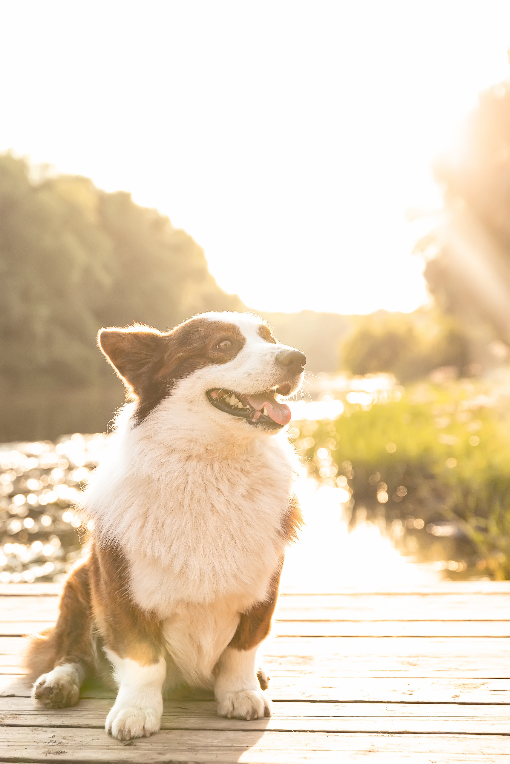 Купить щенка Вельш-корги-кардиган в семейном питомнике — Ice Fantasy
