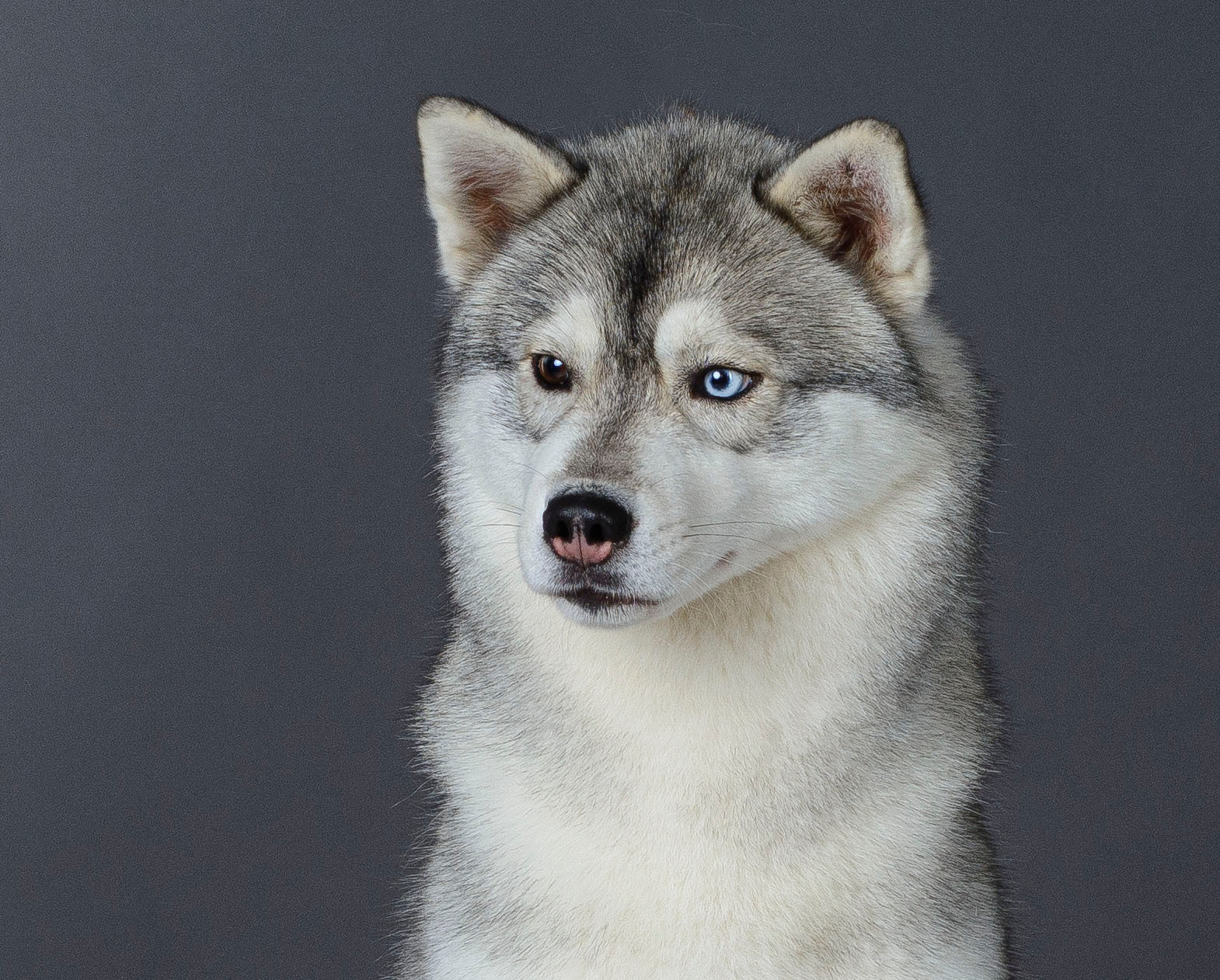 Latte Macchiato Of Silverlight LATTE (1). Ice Fantasy kennel: professional breeding of Siberian huskies and wels