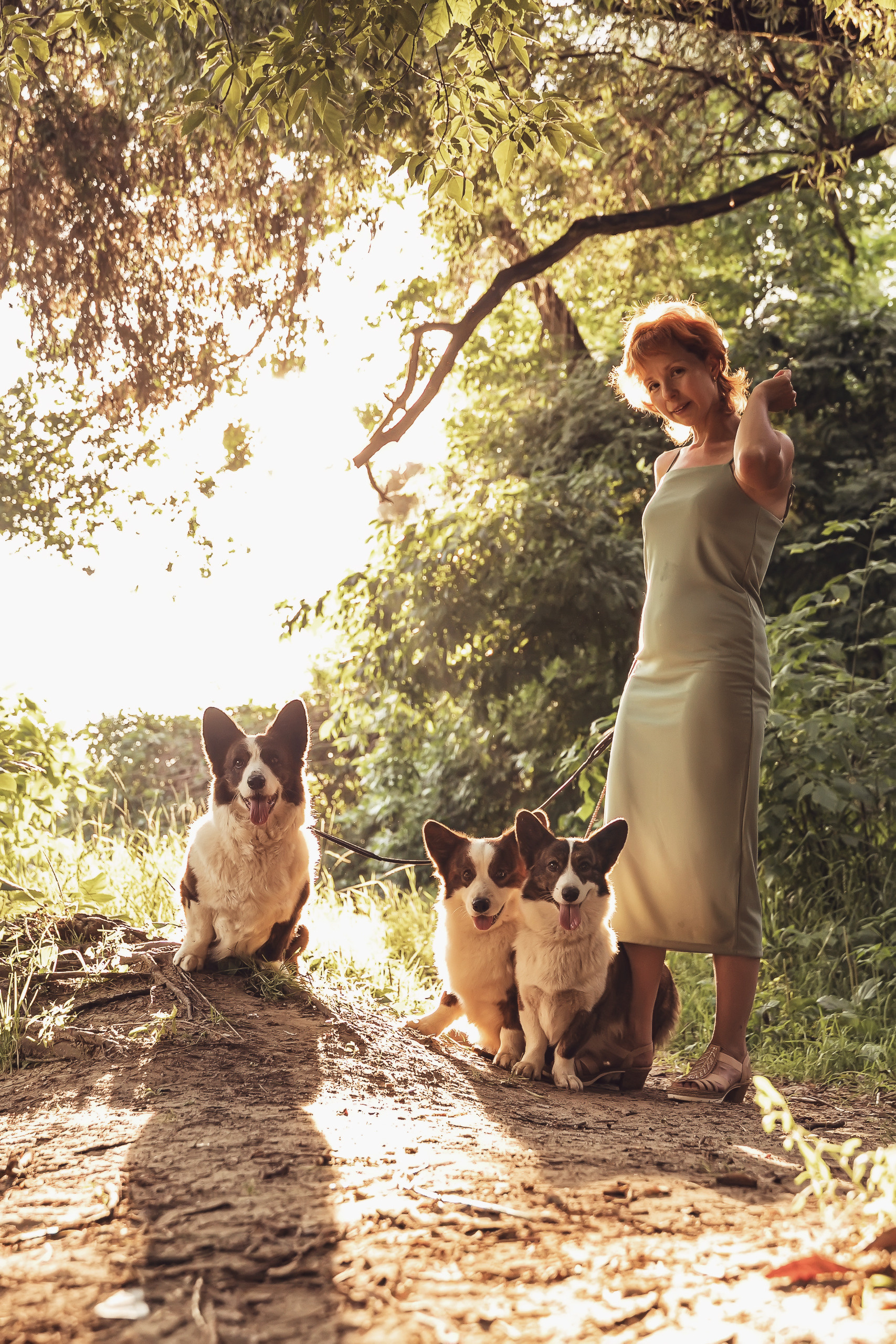 Купить щенка Вельш-корги-кардиган в семейном питомнике — Ice Fantasy