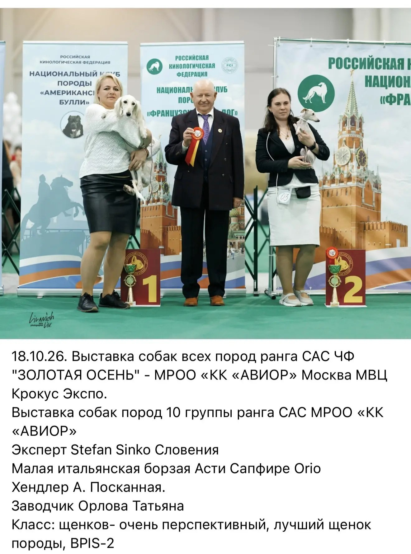 Юная блондинка Орео. Professional Italian Greyhound Kennel RKF/FCI ASTI SAPPHIRE 💎 Sochi|St. Petersburg