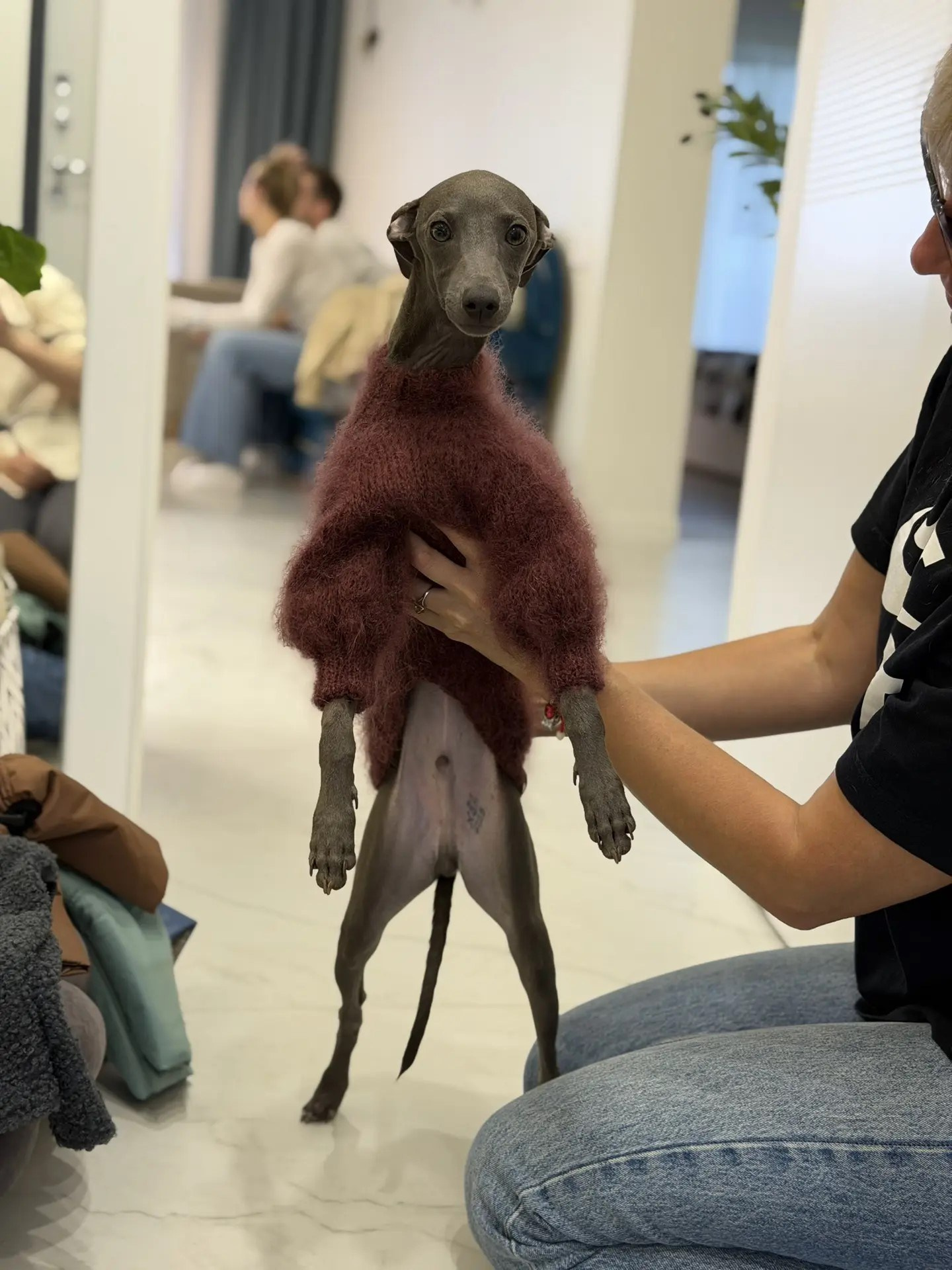 Первые гости в нашем бутике. Professional Italian Greyhound Kennel RKF/FCI ASTI SAPPHIRE 💎 Sochi|St. Petersburg