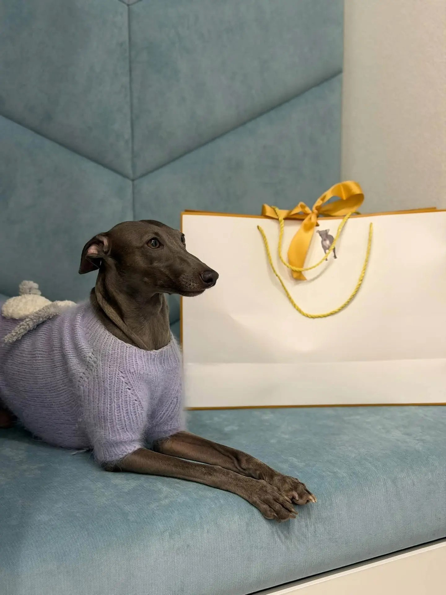 Первые гости в нашем бутике. Professional Italian Greyhound Kennel RKF/FCI ASTI SAPPHIRE 💎 Sochi|St. Petersburg
