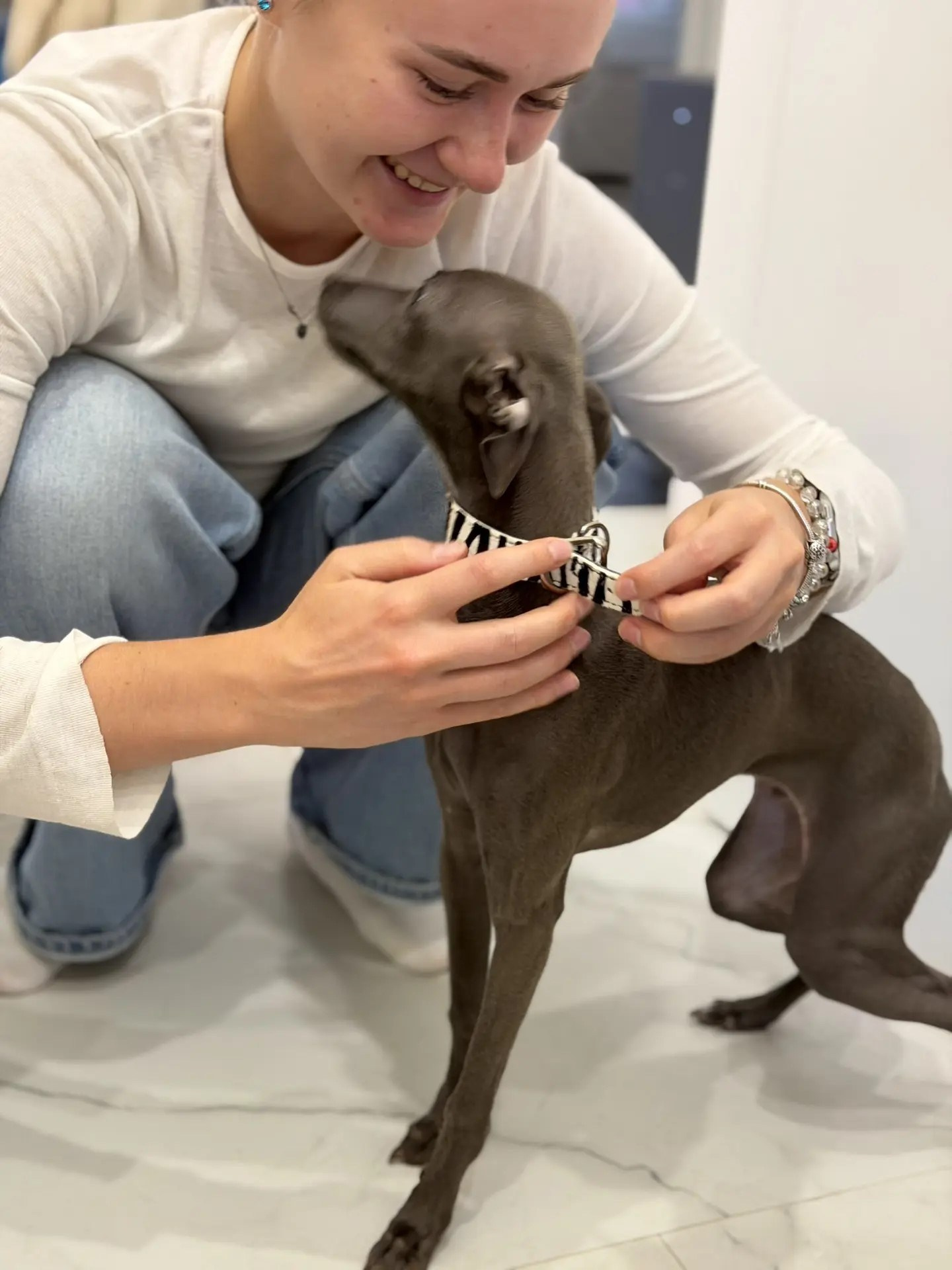 Первые гости в нашем бутике. Professional Italian Greyhound Kennel RKF/FCI ASTI SAPPHIRE 💎 Sochi|St. Petersburg