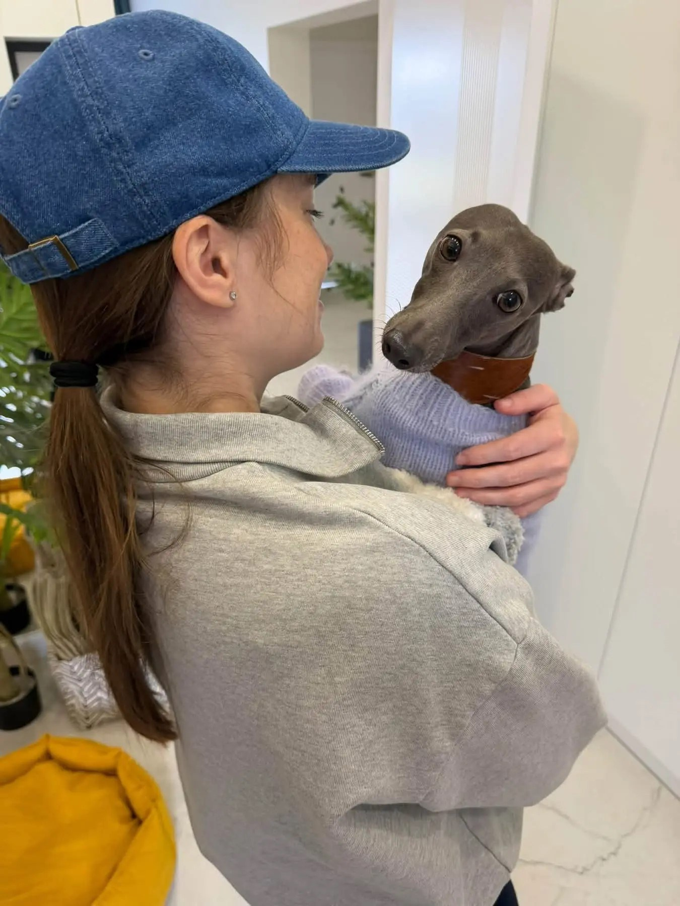 Первые гости в нашем бутике. Professional Italian Greyhound Kennel RKF/FCI ASTI SAPPHIRE 💎 Sochi|St. Petersburg