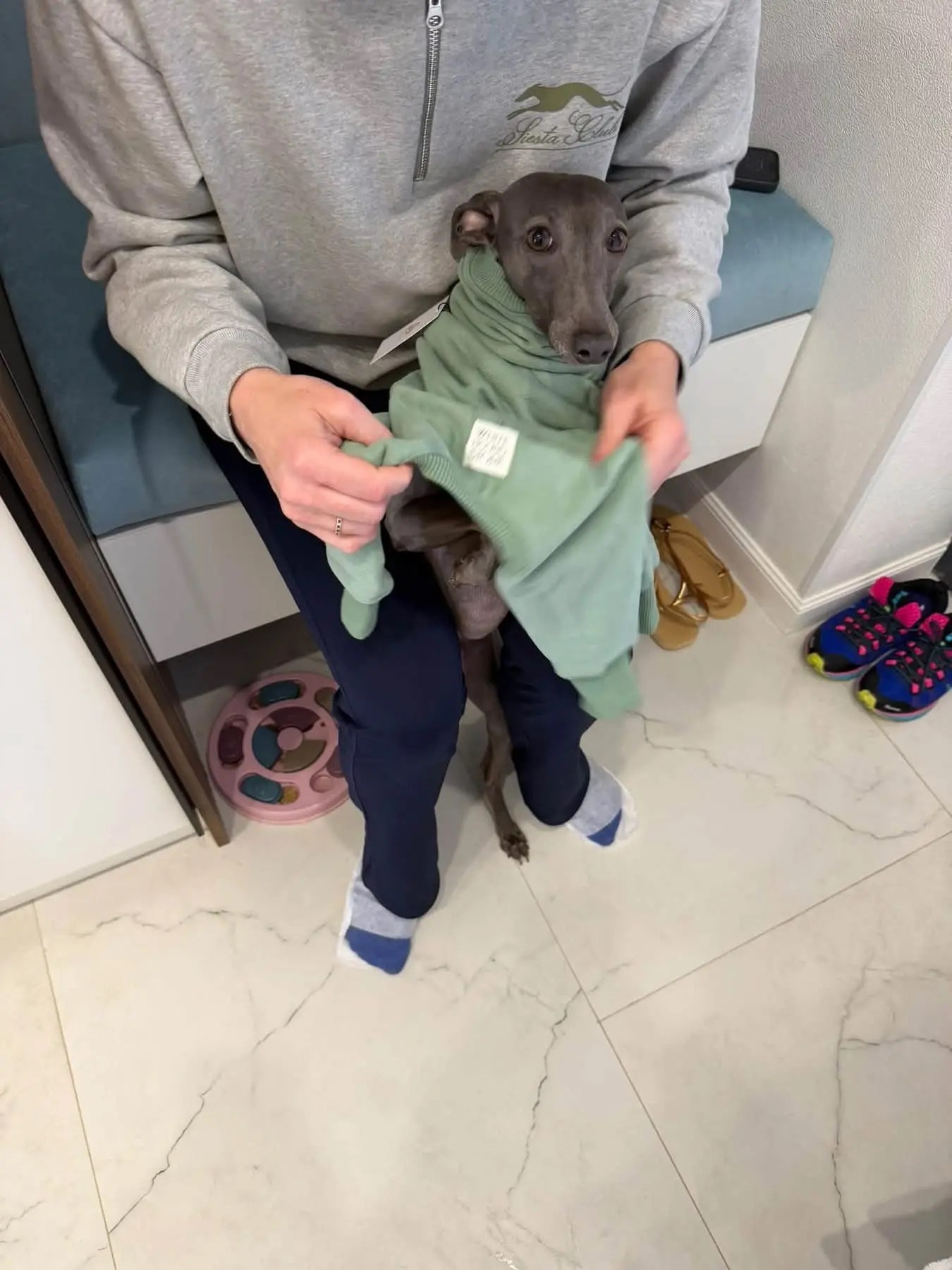 Первые гости в нашем бутике. Professional Italian Greyhound Kennel RKF/FCI ASTI SAPPHIRE 💎 Sochi|St. Petersburg