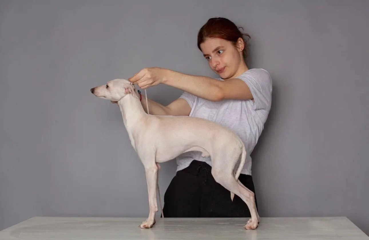 Проверка здоровья. Professional Italian Greyhound Kennel RKF/FCI ASTI SAPPHIRE 💎 Sochi|St. Petersburg
