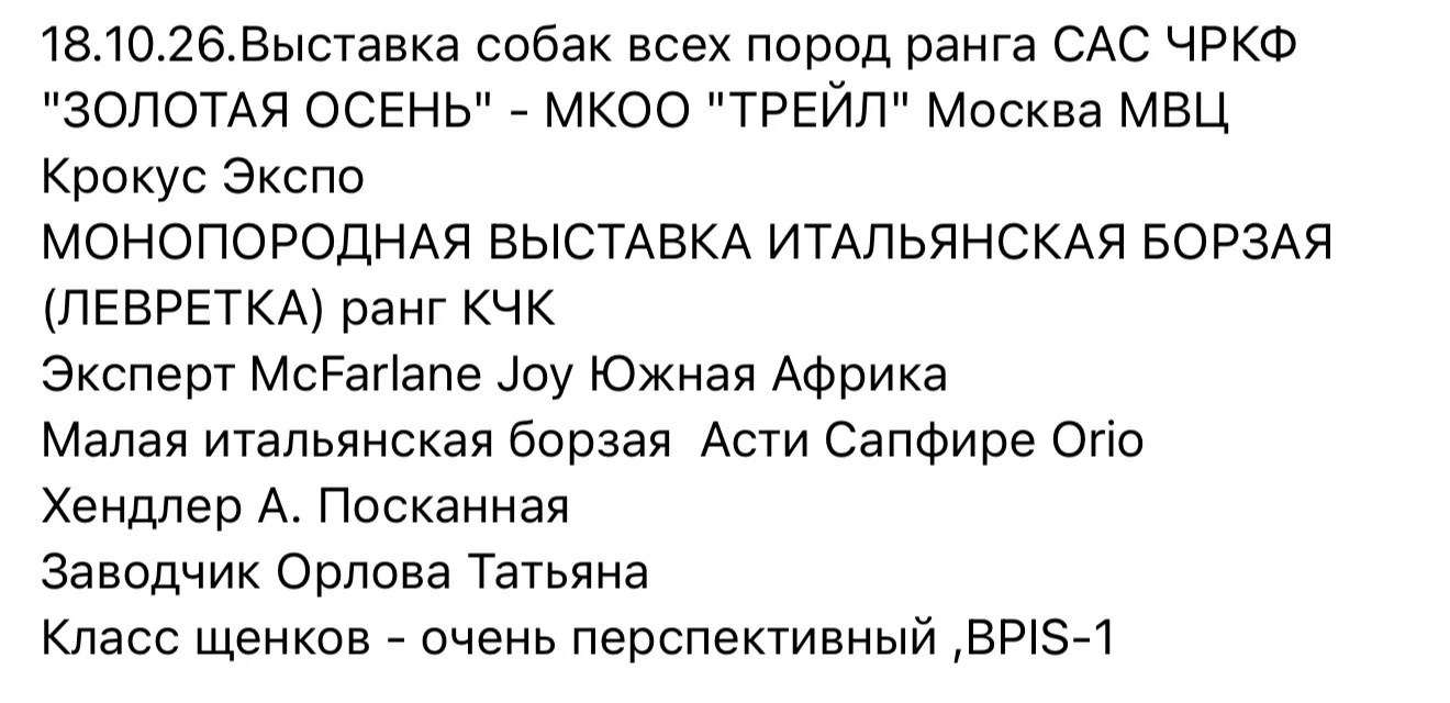 Юная блондинка Орео. Professional Italian Greyhound Kennel RKF/FCI ASTI SAPPHIRE 💎 Sochi|St. Petersburg