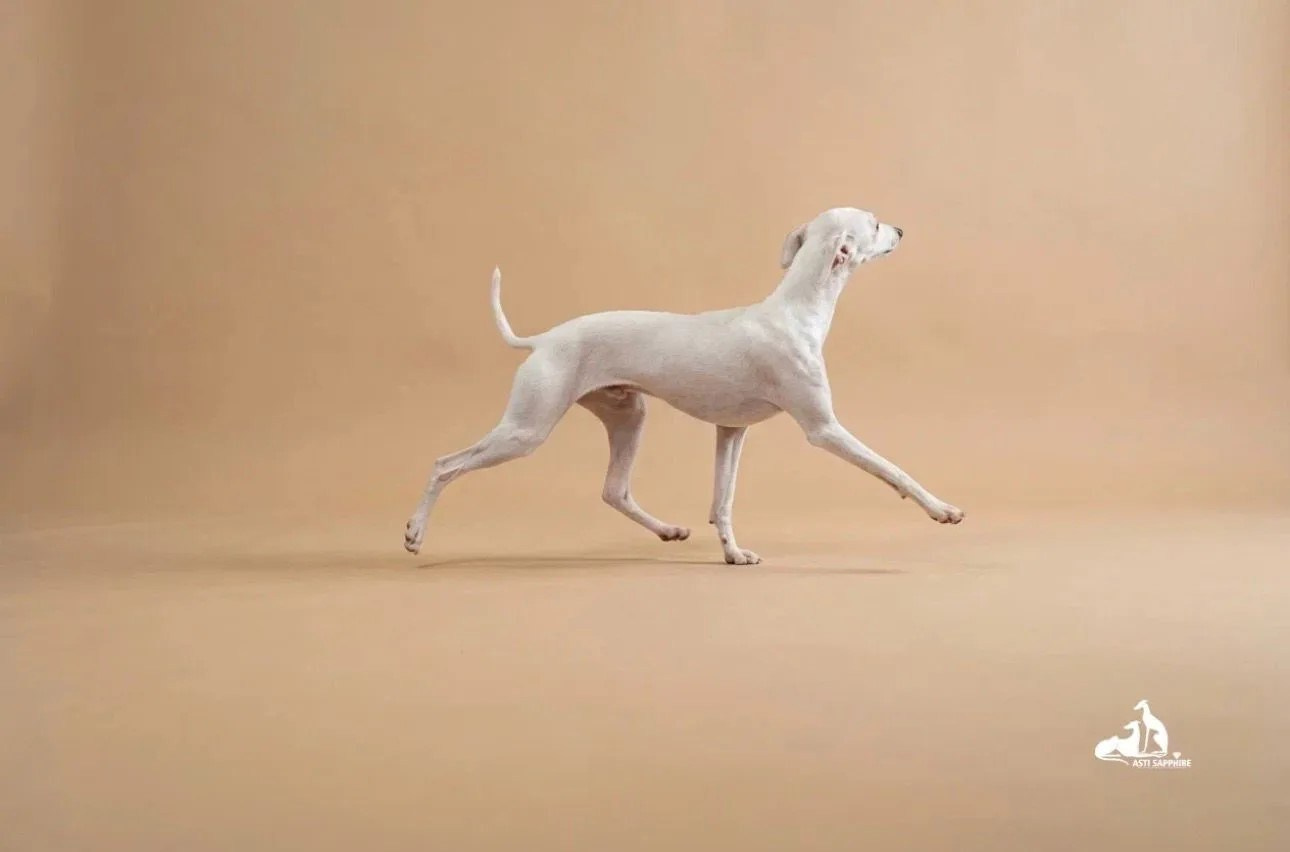 Проверка здоровья. Professional Italian Greyhound Kennel RKF/FCI ASTI SAPPHIRE 💎 Sochi|St. Petersburg