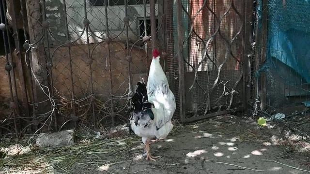 Проект «Необъятная Россия». АНО «Центра социальных проектов «Путь в большой мир»