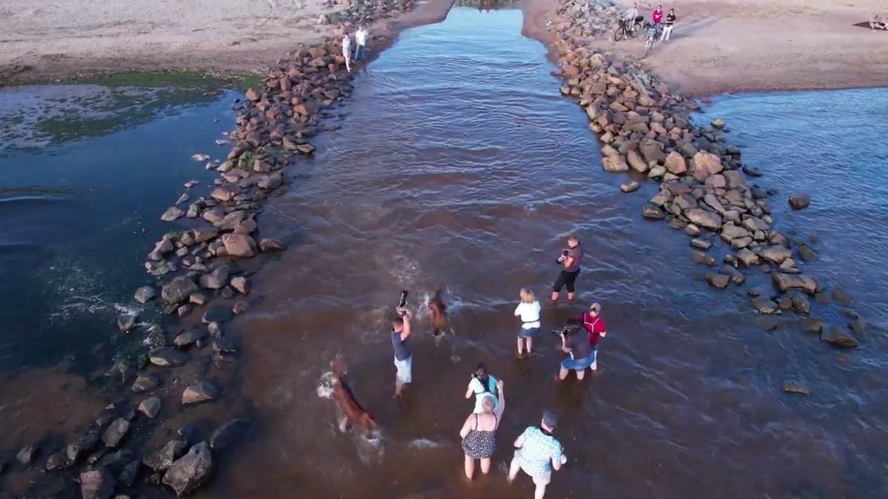WORK-SHOP 16.07.23 завершён. ФОТОГРАФ-АНИМАЛИСТ l LANA POLYAKOVA