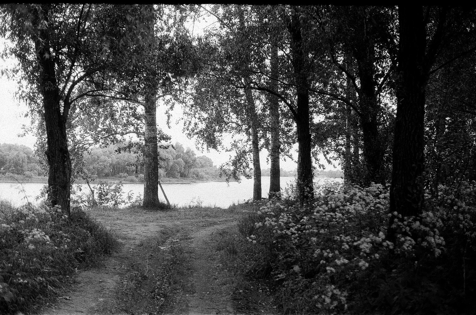 Плакучая ива. Фотограф-любитель Ксения Мирзоян