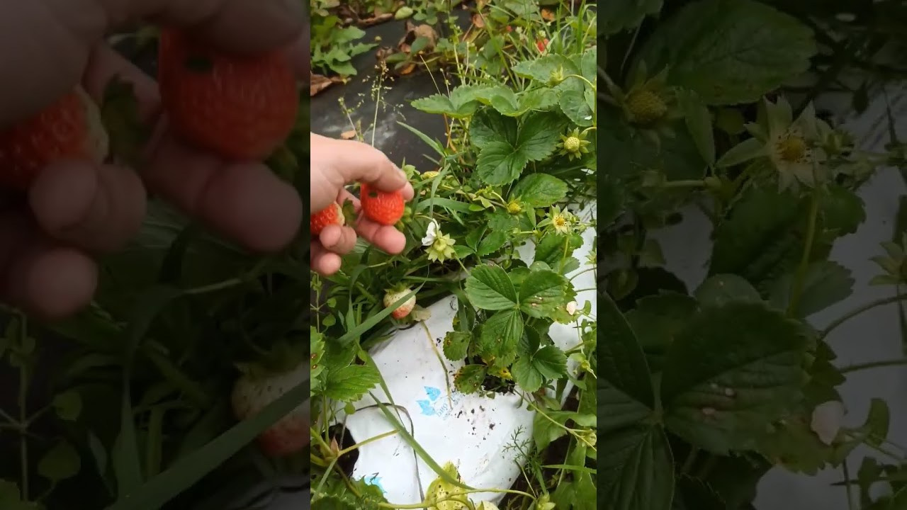 БИОЭНЕРГИЯ — Производство субстрата для теплиц, маты для выращивания