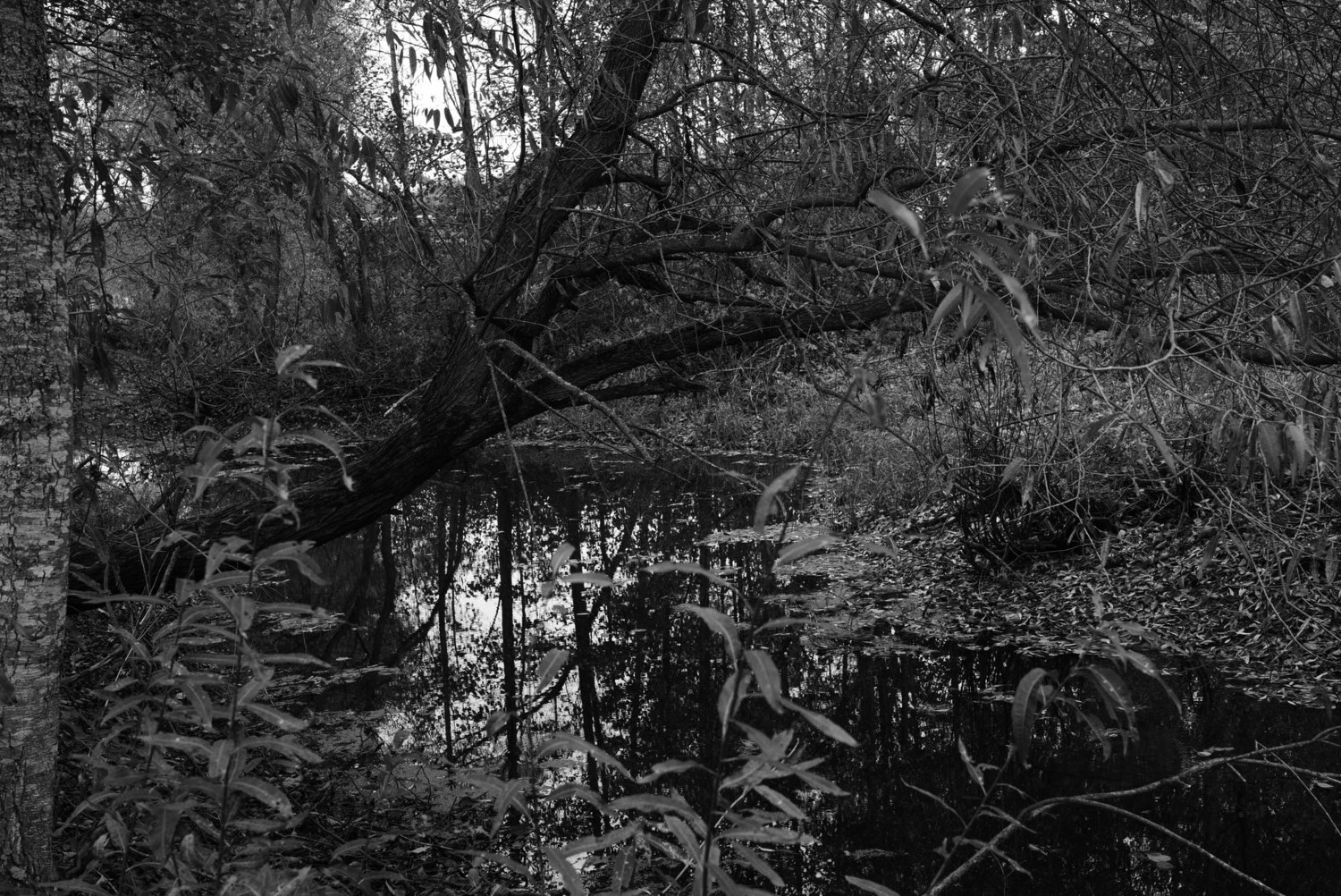 Непокорённая земля. Пылина Ирина — современная фотография