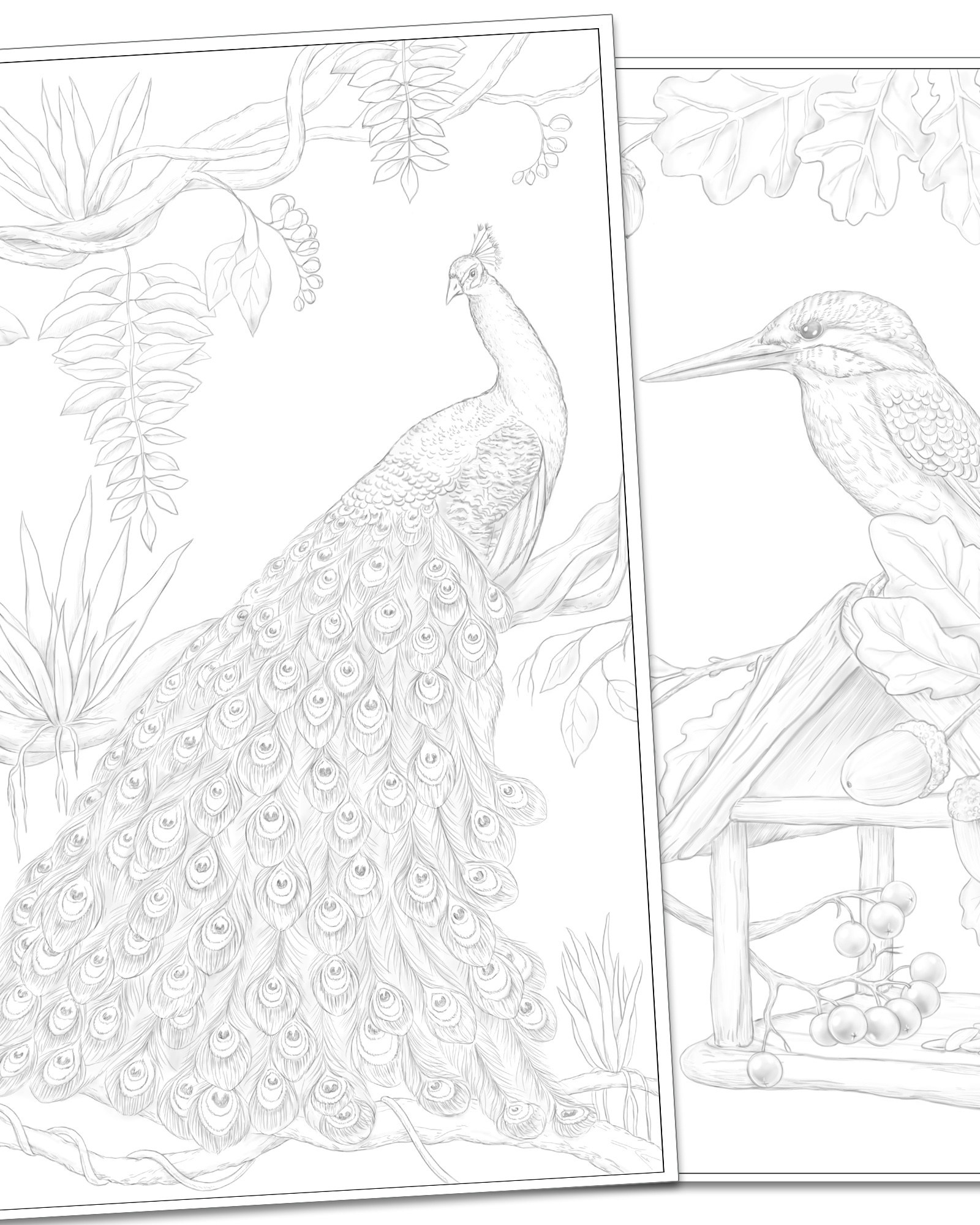 Авторская раскраска от художника Птицы. Раскраски Алёны Лазаревой