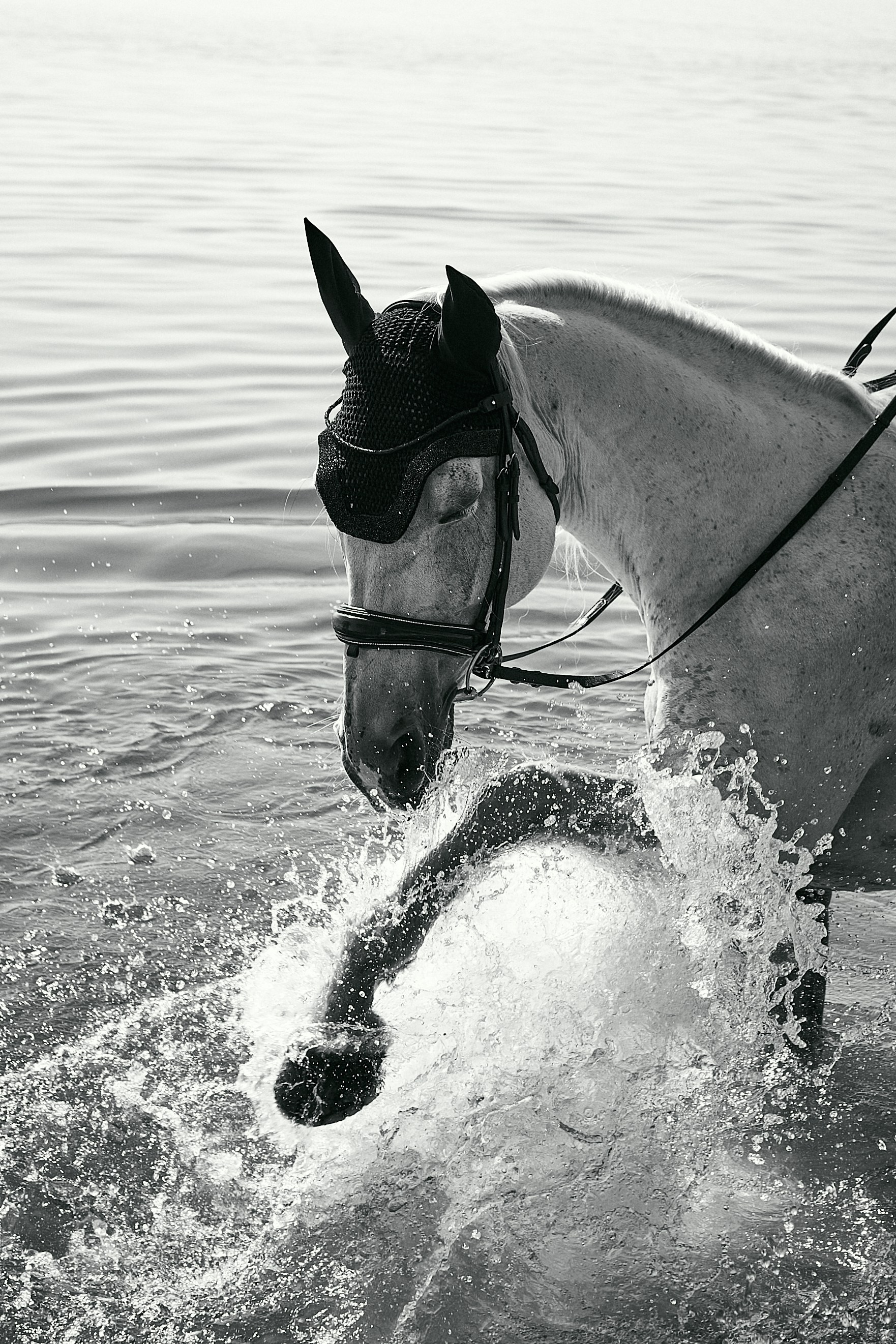 Фотосессии с лошадьми в Москве, Новосибирске